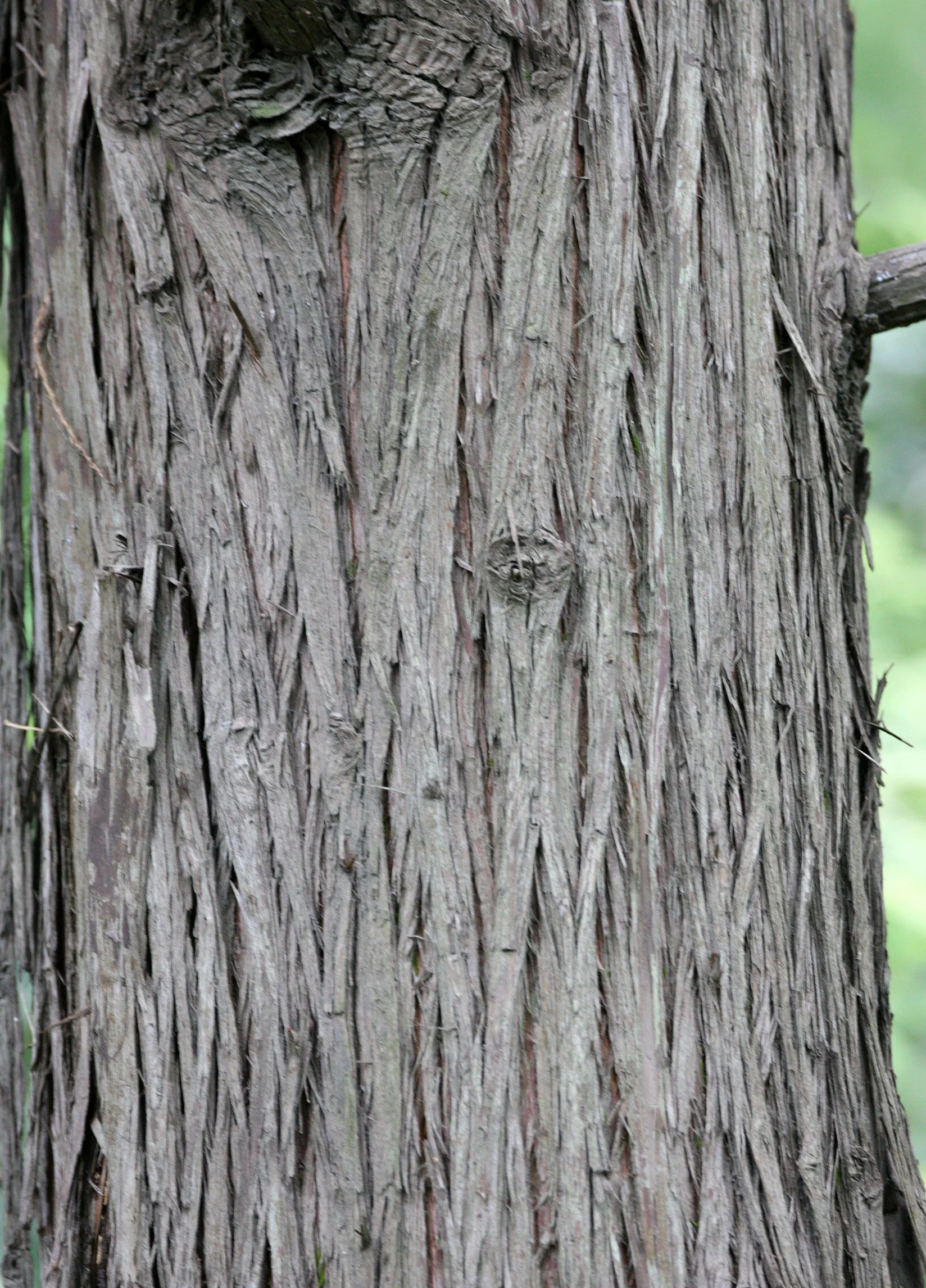 DAWN REDWOOD - GONGQING NATIONAL FOREST PARK SHANGHAI (1).JPG