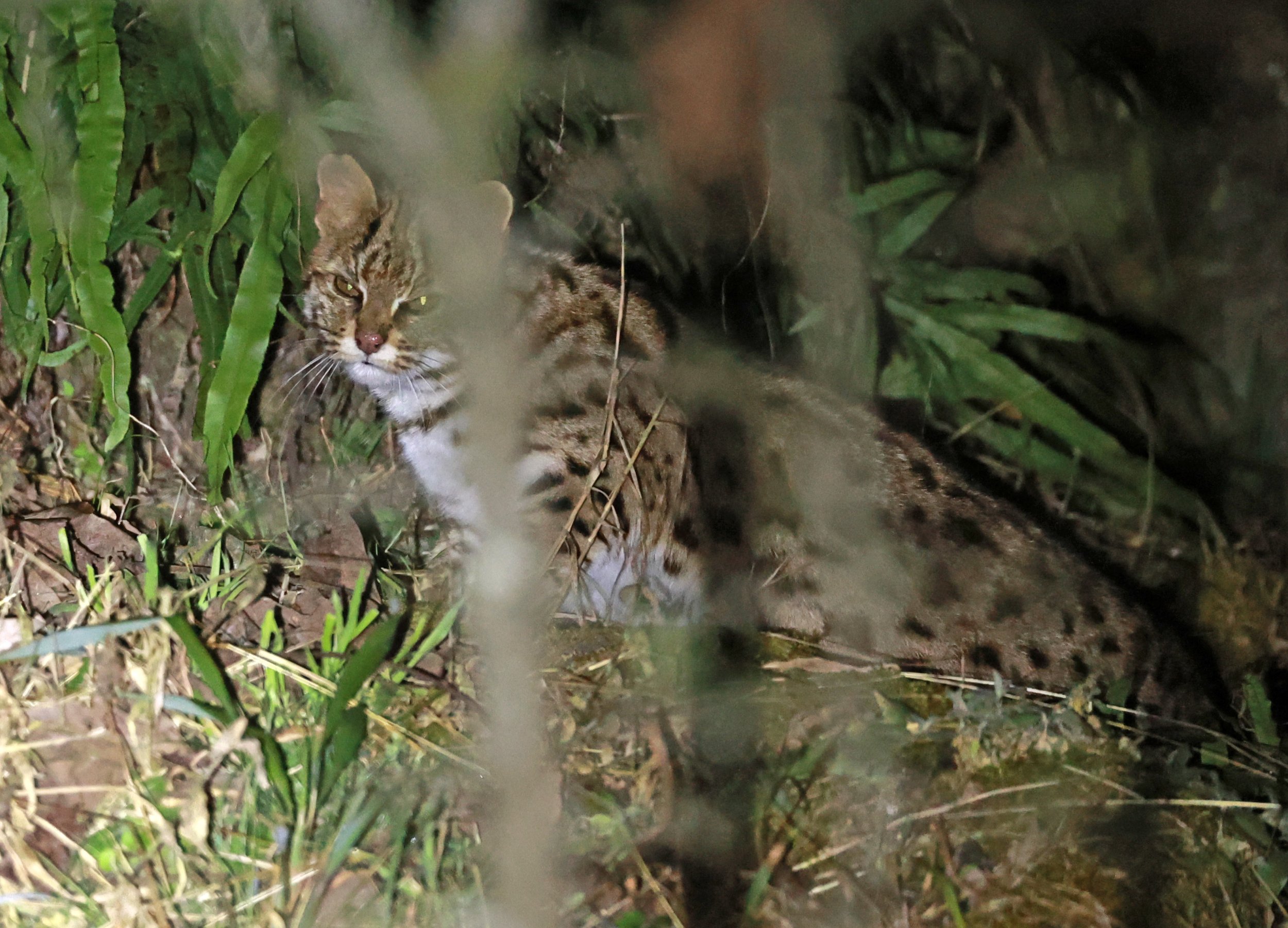 Mainland Leopard Cat (Prionailurus bengalensis) Tangjiahe National Nature Reserve, Sichuan China (49).jpg
