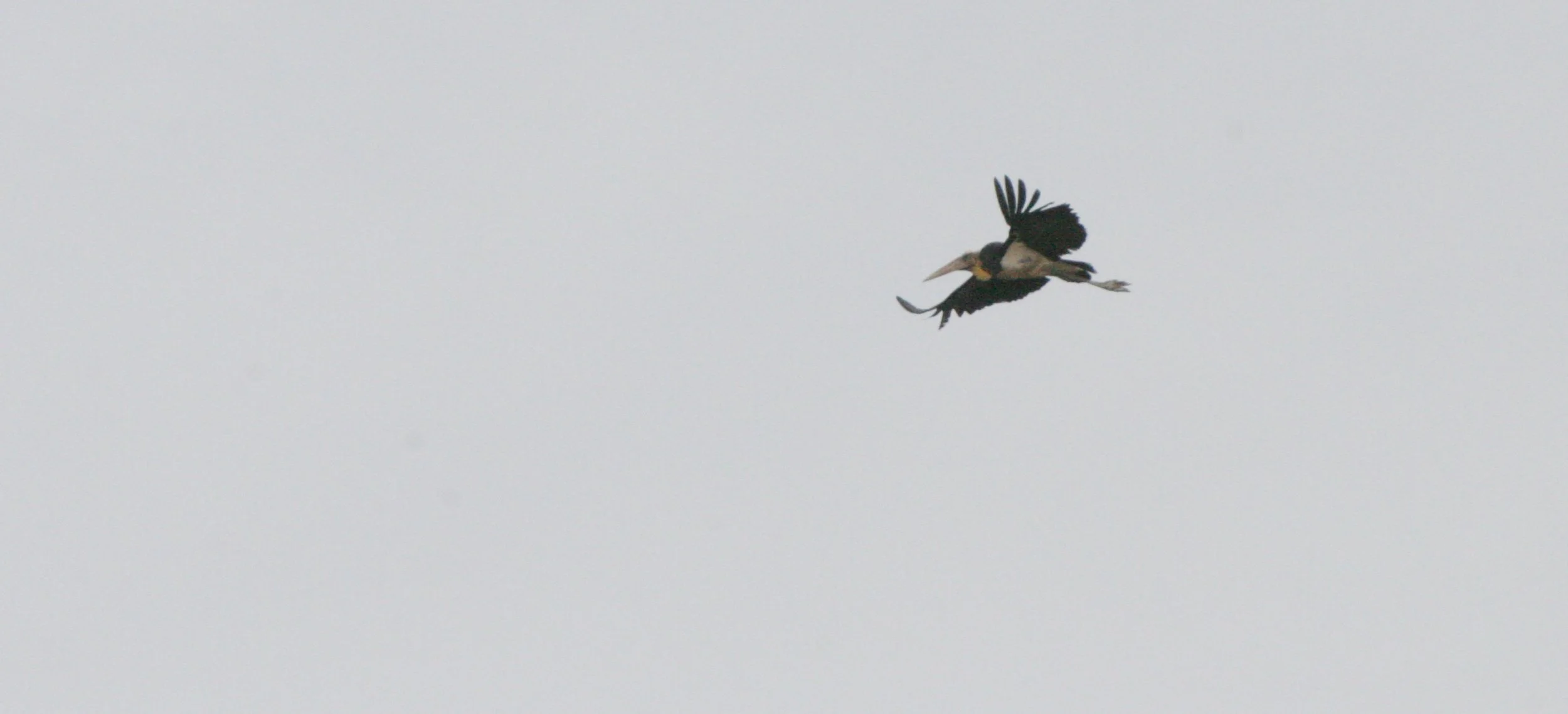 STORK - LESSER ADJUTANT STORK - Leptoptilos javanicus - KINABATANGAN RIVER BORNEO (6).JPG