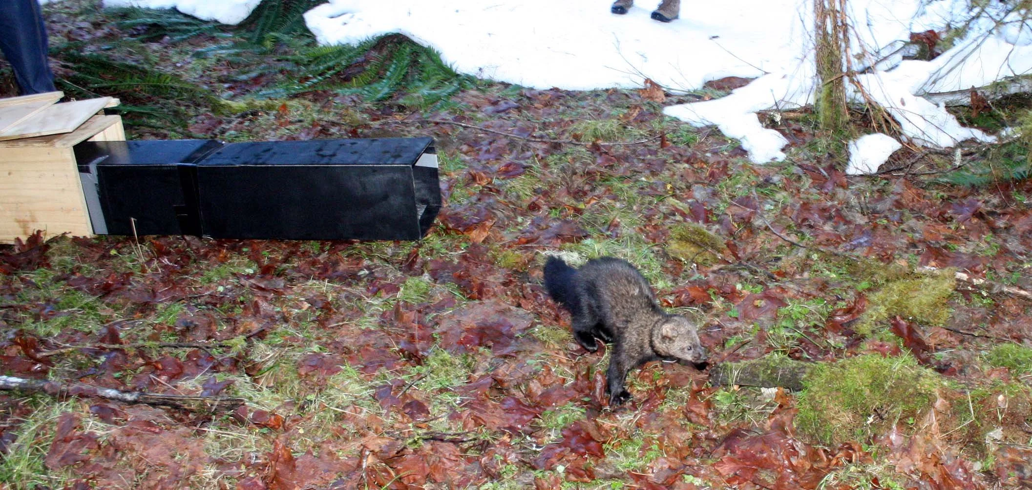MUSTELID - FISHER - RELEASE IN HOH RAINFORET - JAN 17 2009 (28).JPG