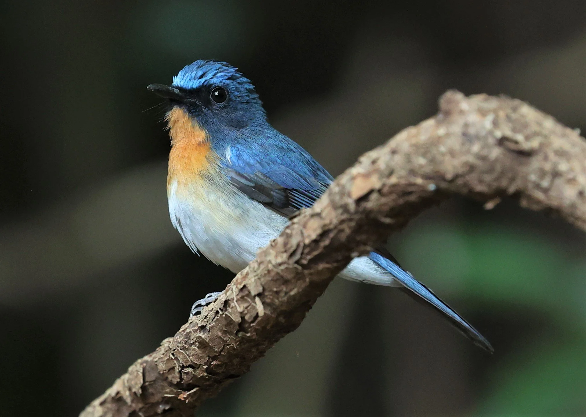 FLYCATCHER - INDOCHINESE BLUE-FLYCATCHER - Cyornis sumatrensis - PETCHABURI PROVINCE - NUY HIDE NEAR KAENG KRACHAN JAN 2022 (22).jpg
