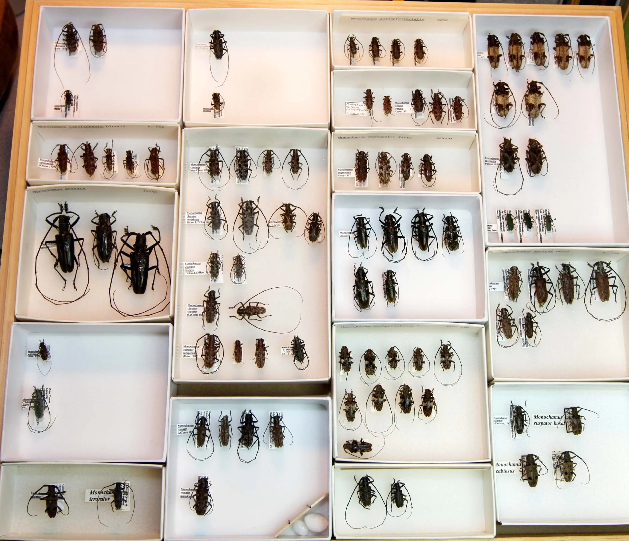 21 Lamiinae - Lamiini - Monochamus.JPG