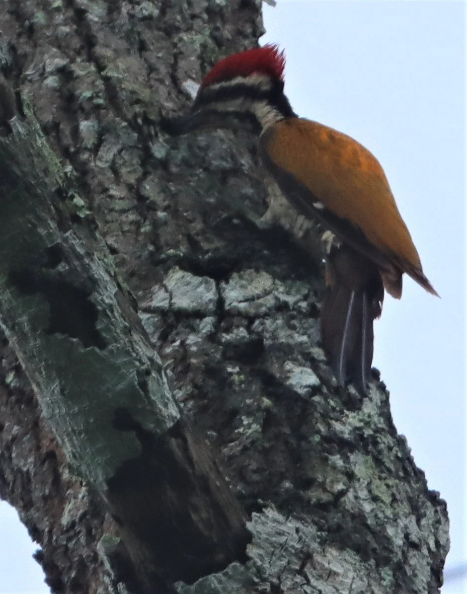 WOODPECKER - COMMON FLAMEBACK - Dinopium javenense - KAENG KRACHAN NATIONAL PARK (6).jpg