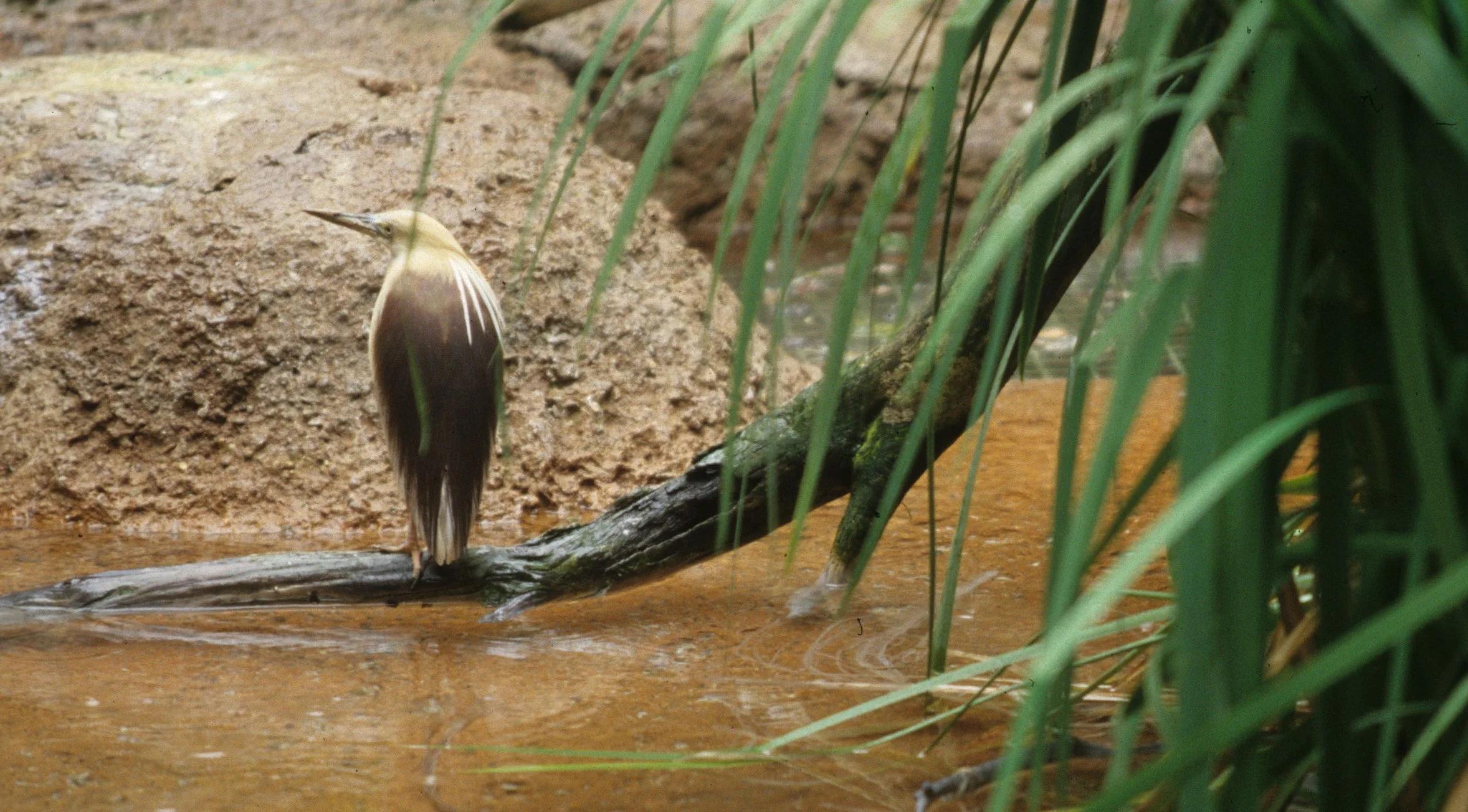 HERON - SQUACCO HERON POSSIBLY - SAN DIEGO ZOO (2).jpg