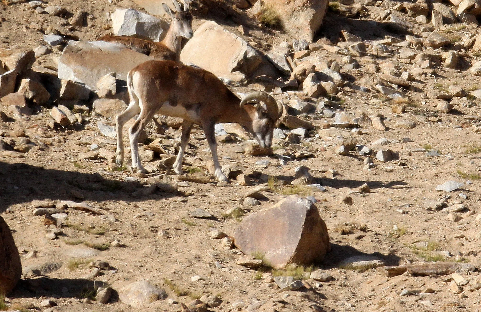URIAL - LADAKH URIAL - Ovis vignei - HEMIS NATIONAL PARK - LADAKH INDIA - JAMMU & KASHMIR - ULLEY VALLEY (92).JPG