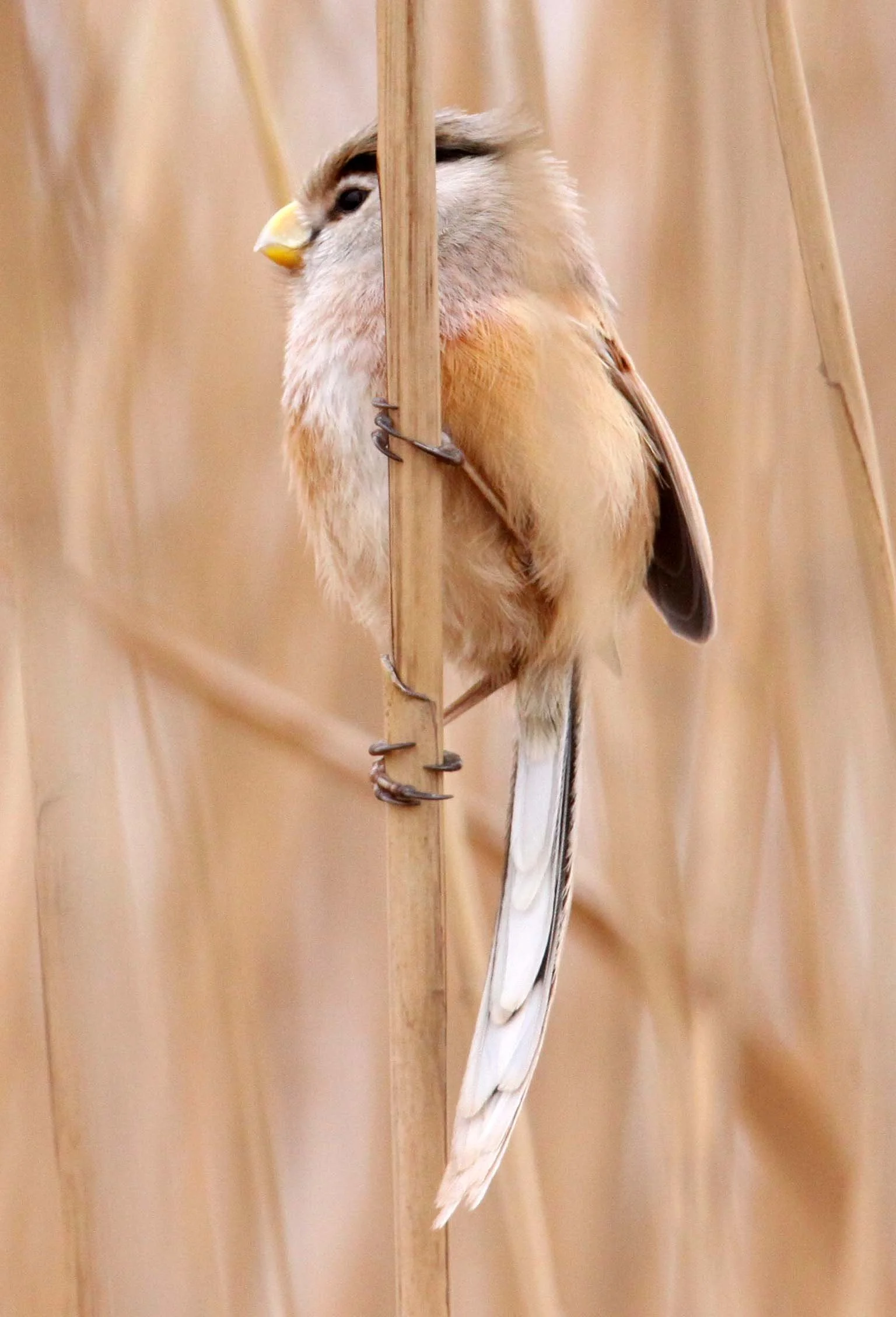 BIRD - PARROTBILL - REED PARROTBILL - YANCHENG CHINA (6).JPG