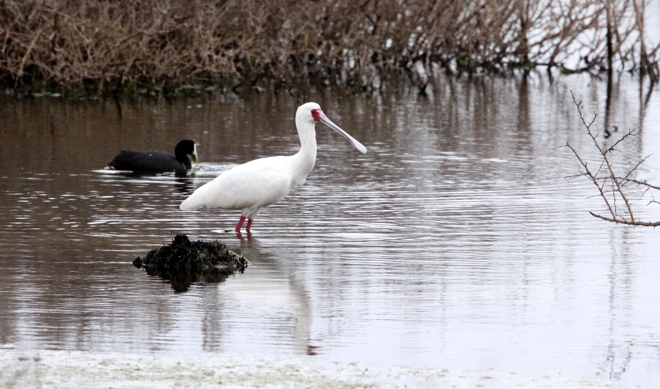 SPOONBILL - AFRICAN SPOONBILL - Platalea alba - DE HOOP RESERVE SOUTH AFRICA (6).JPG
