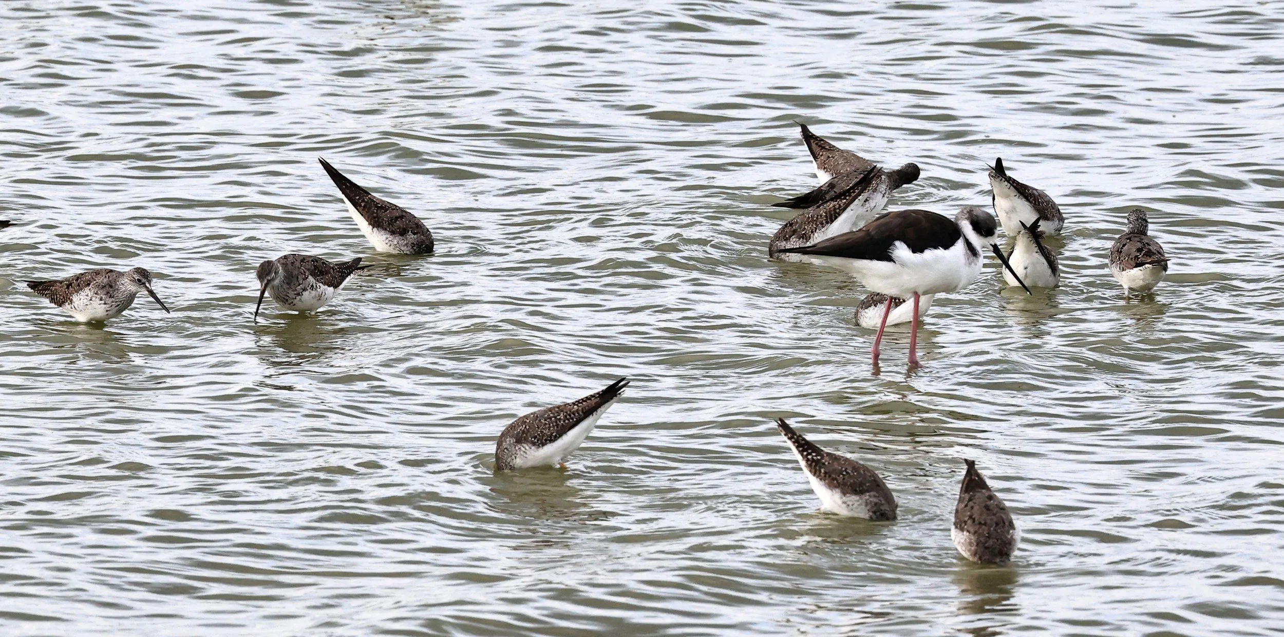 Greater & Lesser Yellowlegs mixed flock - Chaco Lodge & Laguna Salada Paraguay  (3).jpg