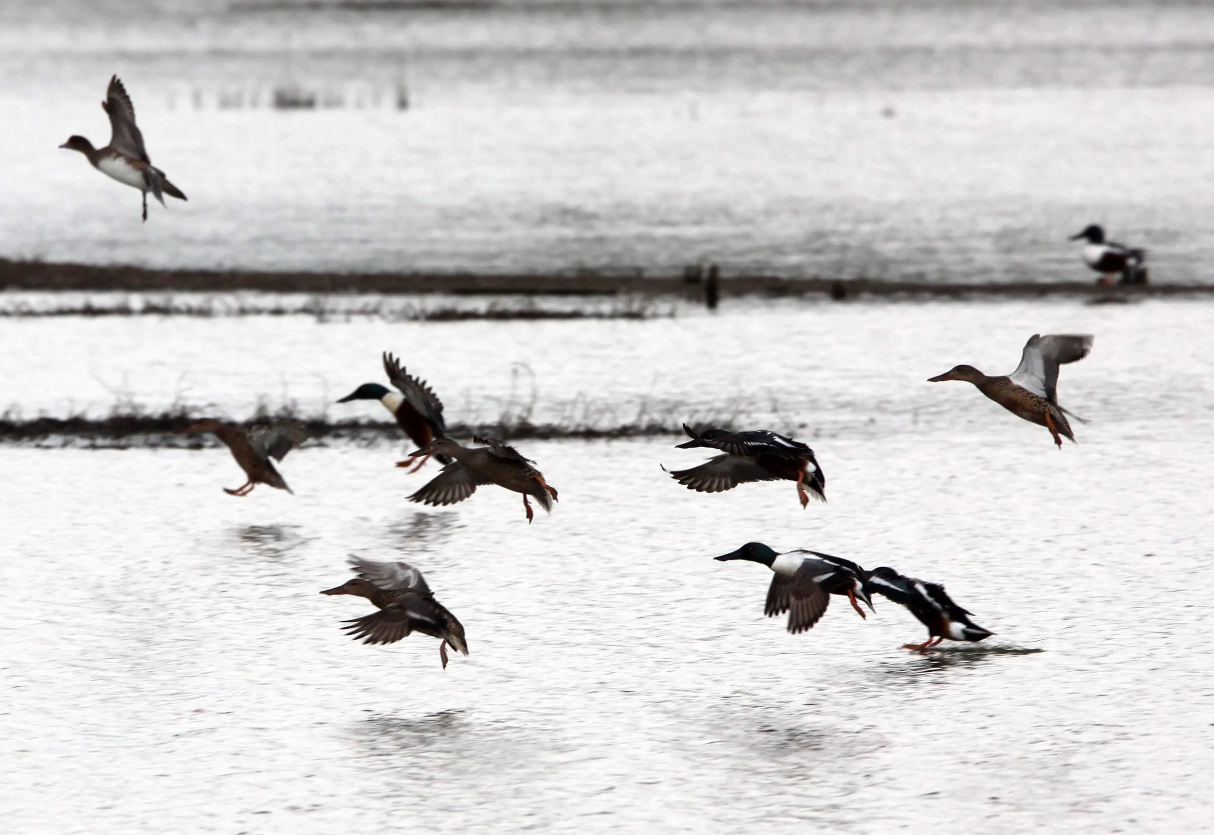 SHOVELER - NORTHERN SHOVELER - Spatula clypeata - MAI PO WETLANDS HONG KONG (11).JPG