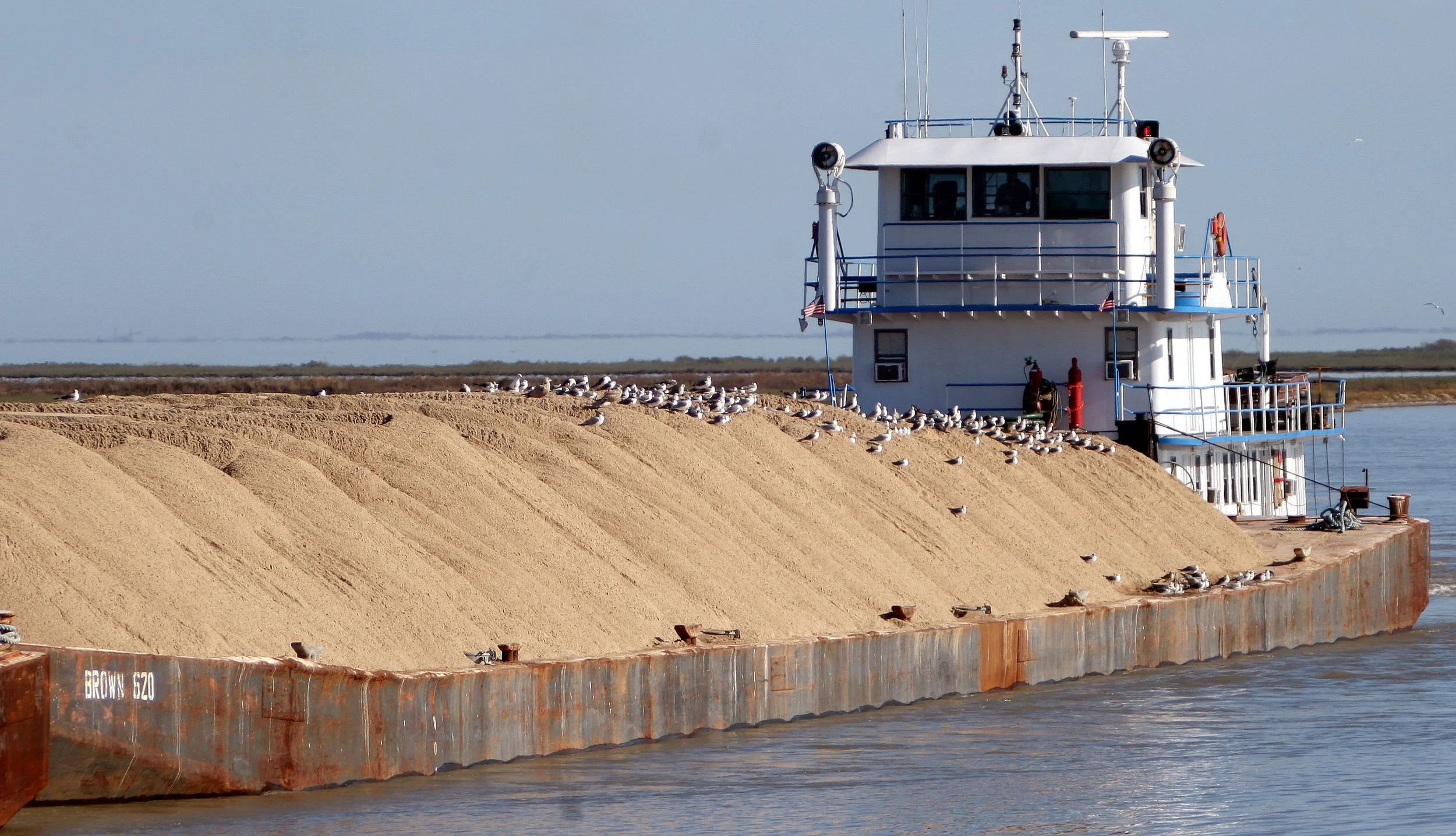 BIRD - GULL - LAUGHING - ARANSAS ON BARGE (2).jpg
