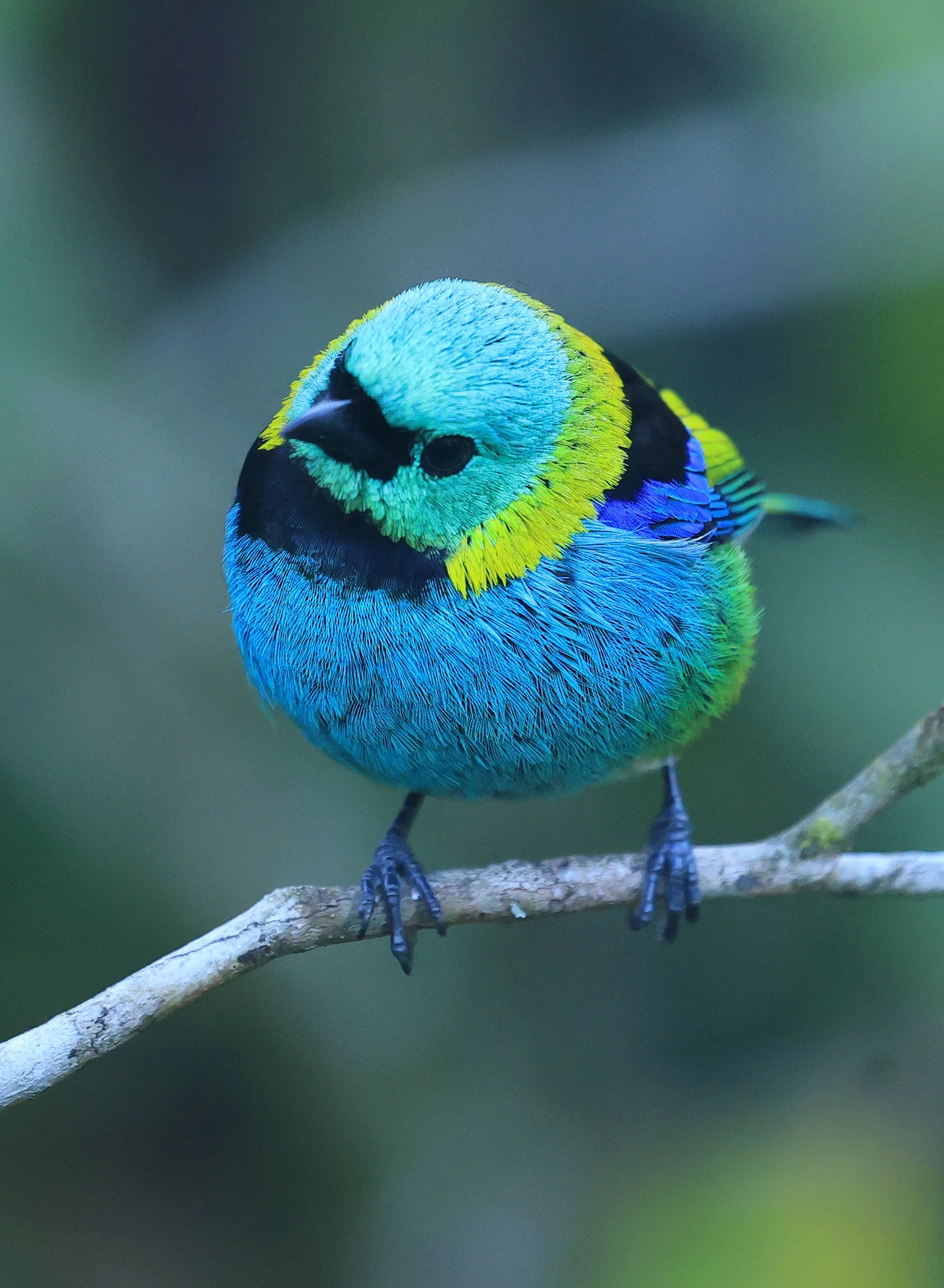 Green-headed Tanager (Tangara seledon)  Superagui National Park, Brazil (220).jpg