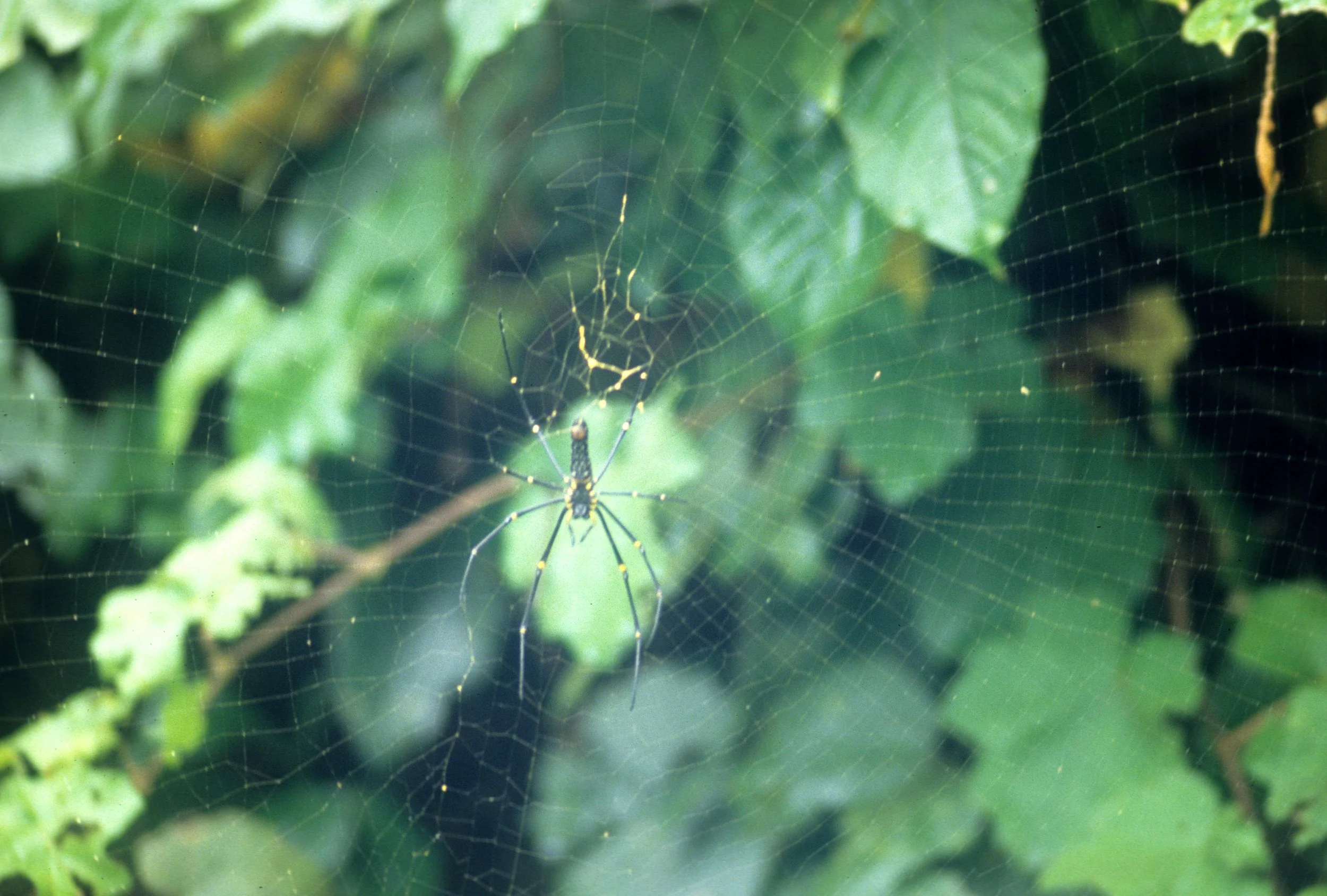 INVERT - ARACHNID - SPIDER SPECIES - CUC PHUONG NP VIET NAM.jpg