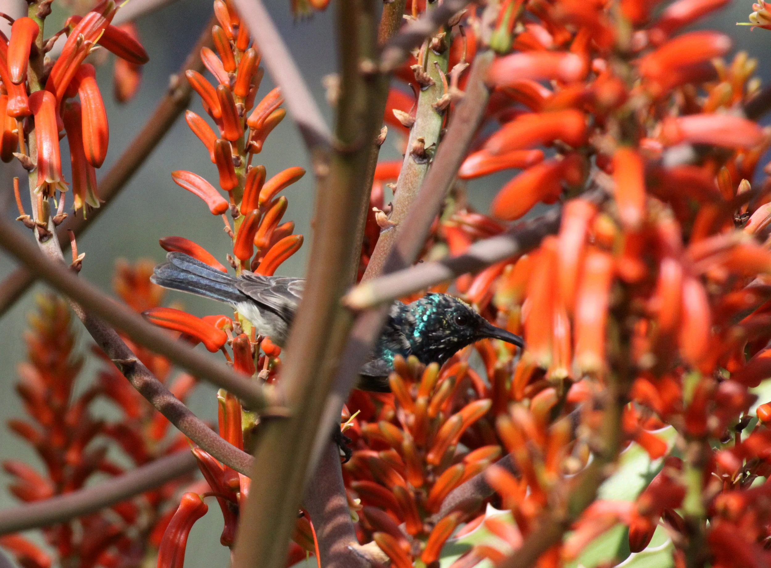BIRD - SUNBIRD - SOUIMANGA SUNBIRD - ANDOHAHELA NATIONAL PARK MADAGASCAR (8).JPG