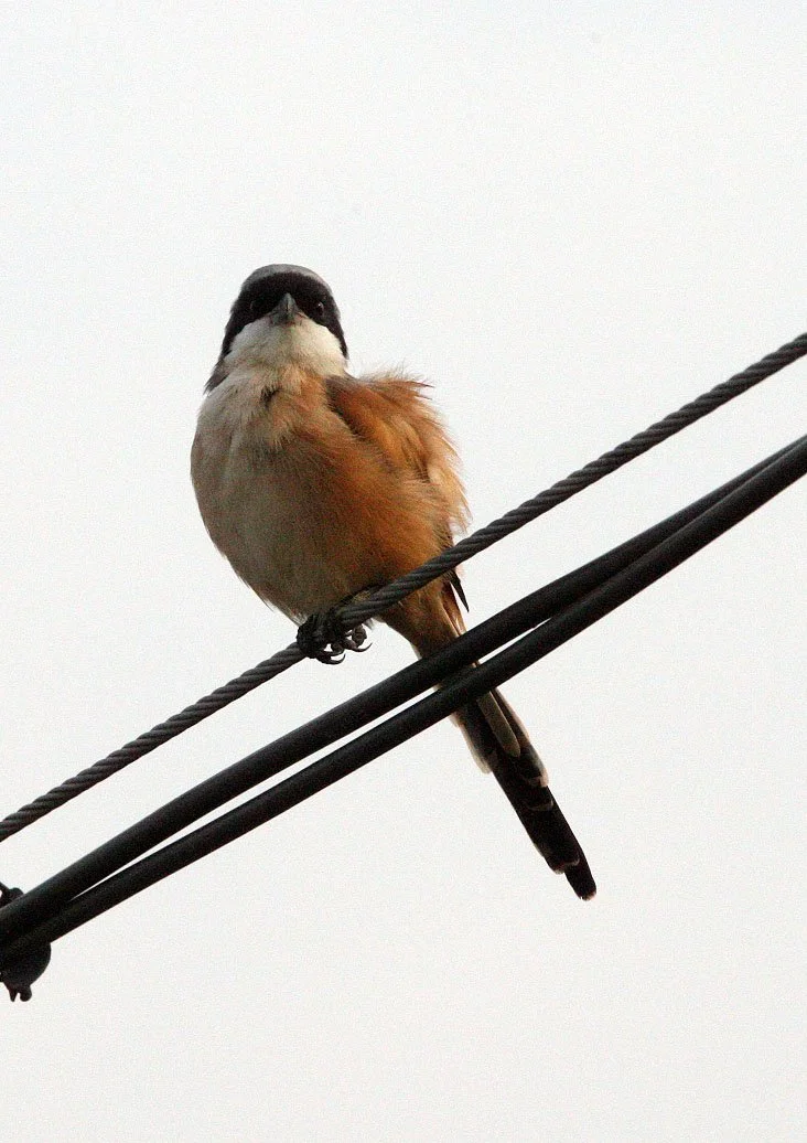 Long-tailed Shrike (Lanius schach) Poyang Lake Jiangxi Province China (17).JPG