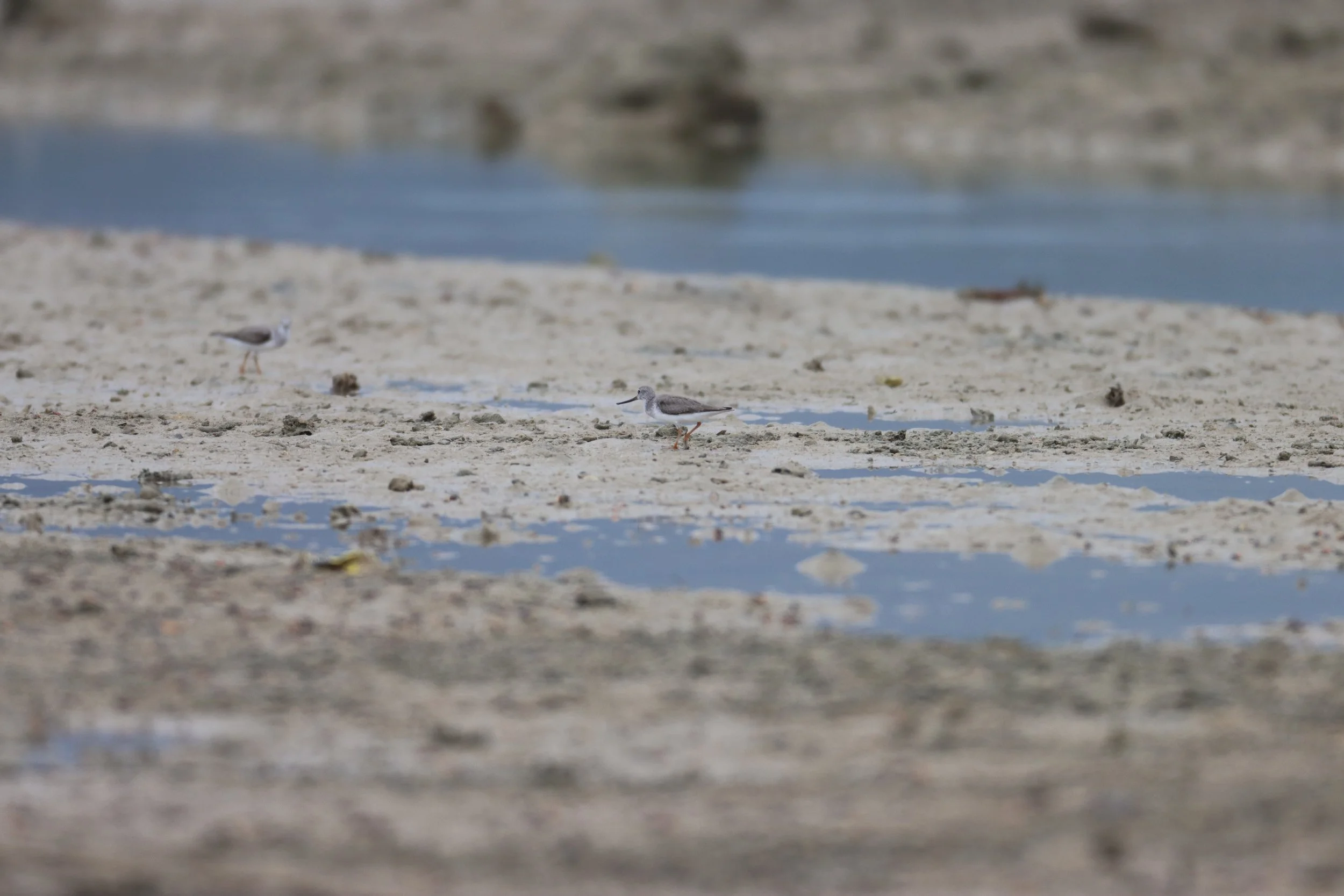 SANDPIPER - TEREK SANDPIPER - Xenus cinereus - LAEM PAKARAM PHANG NGA (3).JPG