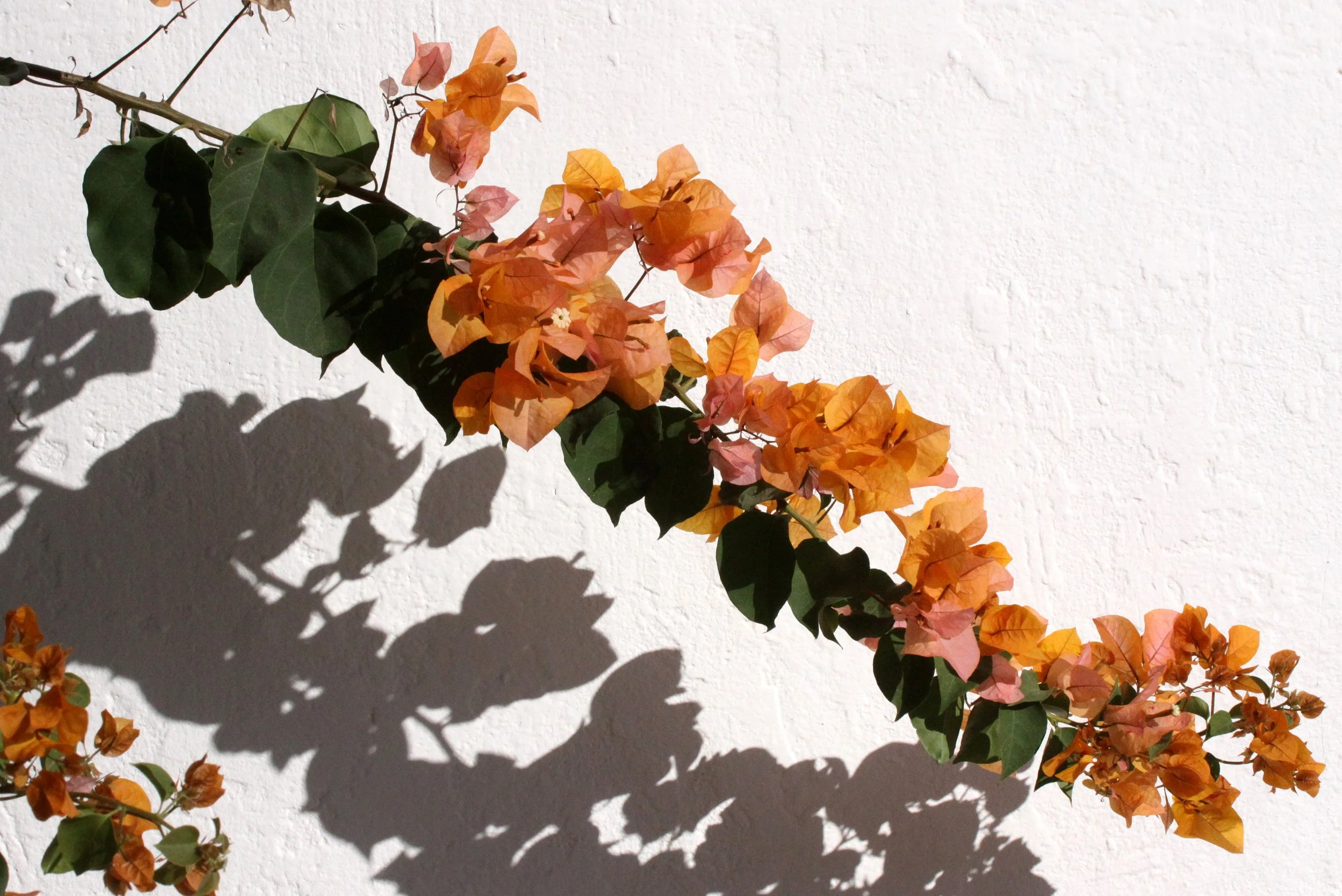 PLANT - BOUGANVIA SPECIES - MORONDAVA MADAGASCAR (8).JPG