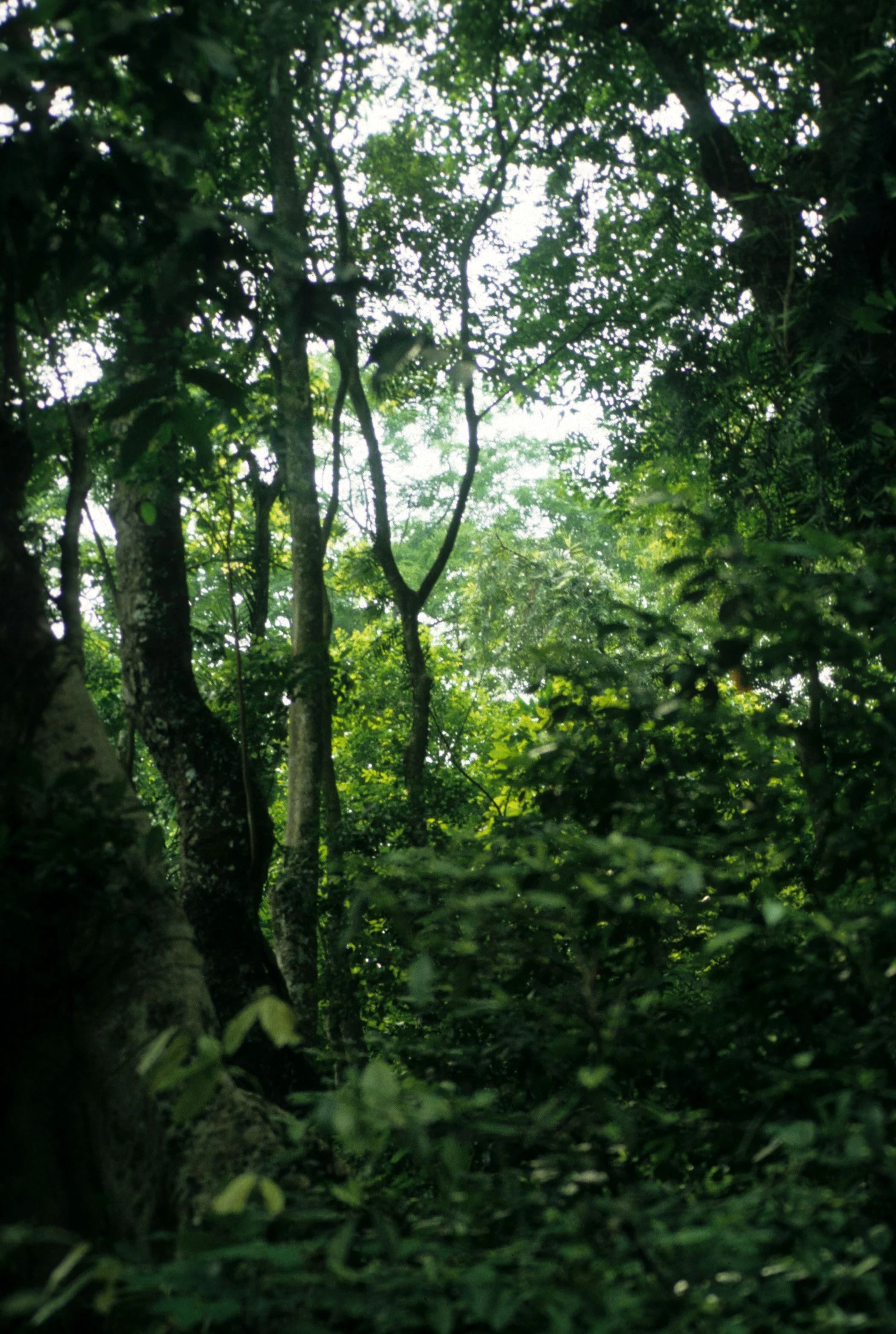 DEN HUNG - FOREST SCENERY.jpg
