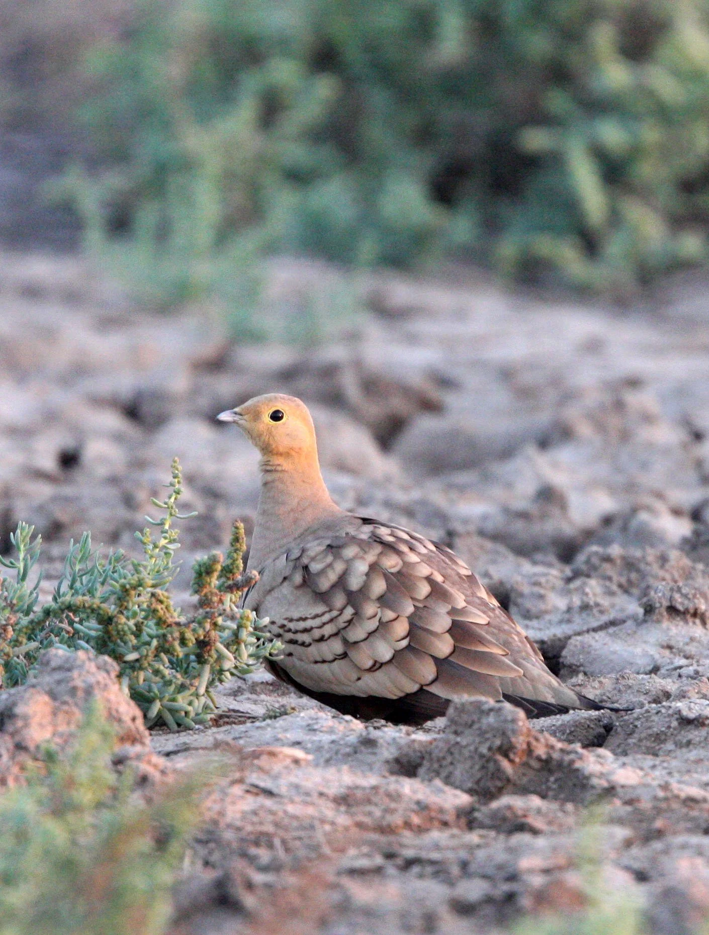 Chestnut-bellied Sandgrouse (Pterocles exustus) Little Rann of Kutch India (5).JPG