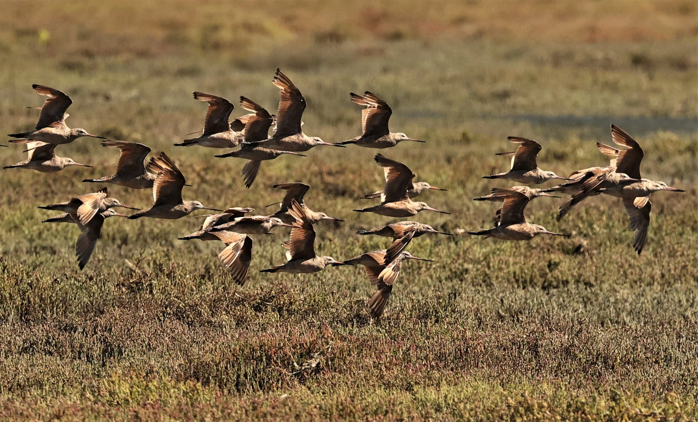 Limosa fedoa - MARBLED GODWIT - ELKHORN SLOUGH MOSS LANDING CALIFORNIA AUGUST 2022  (16).jpg