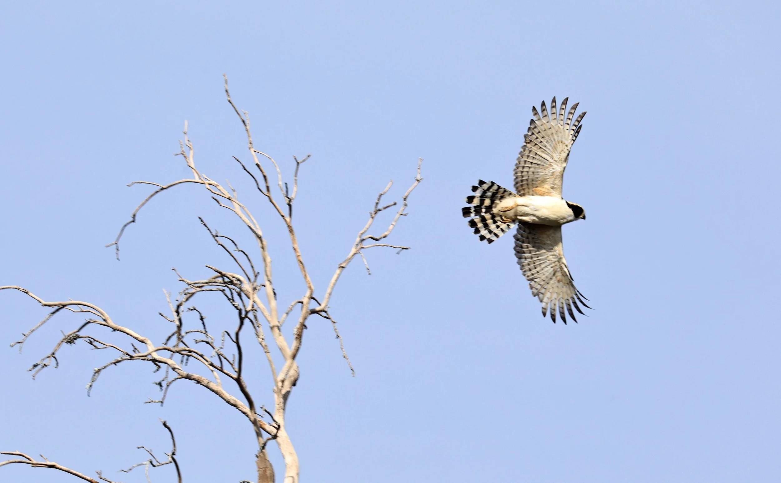 Laughing Falcon (Herpetotheres cachinnans) Reserva Natural Canada el Carmen, Paraguay (21).jpg
