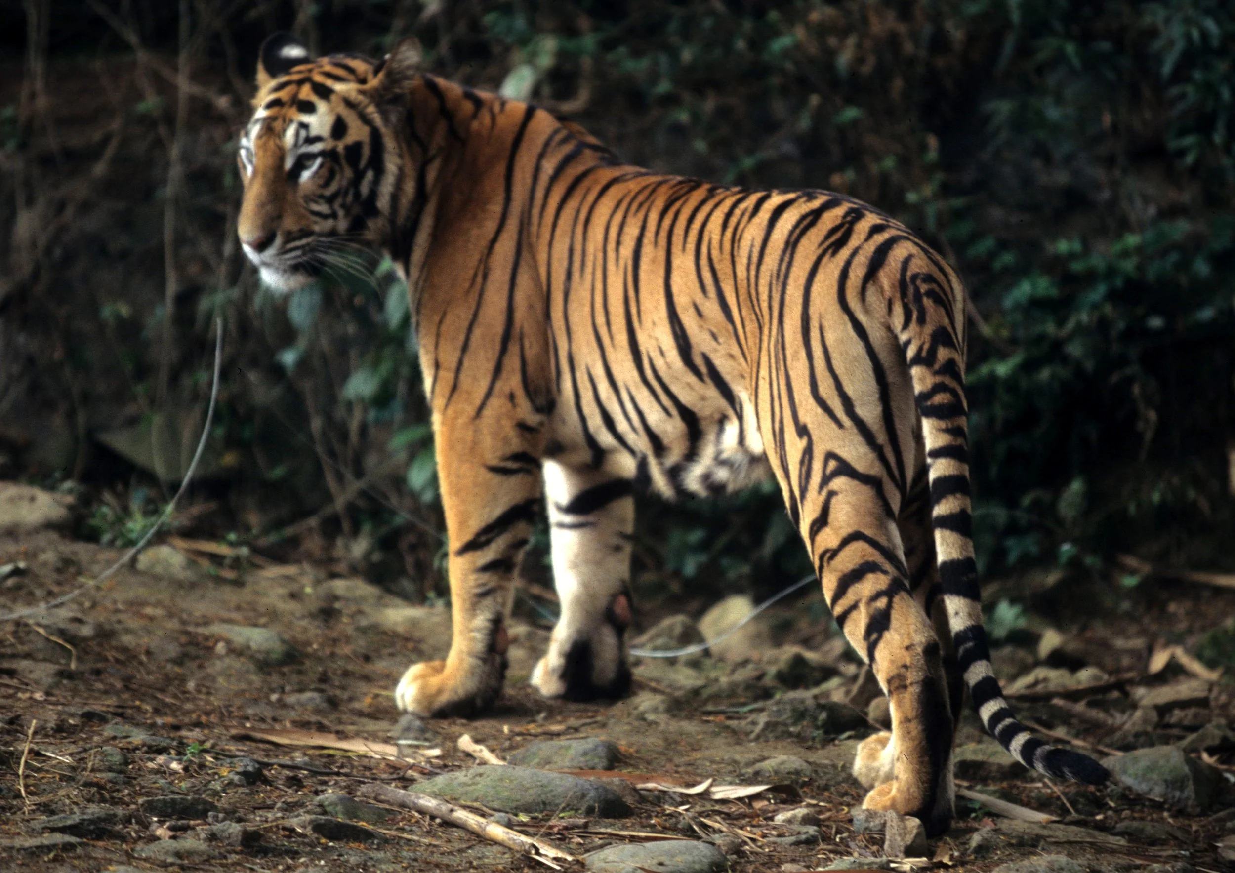 TIGER - CHITWAN (6).jpg