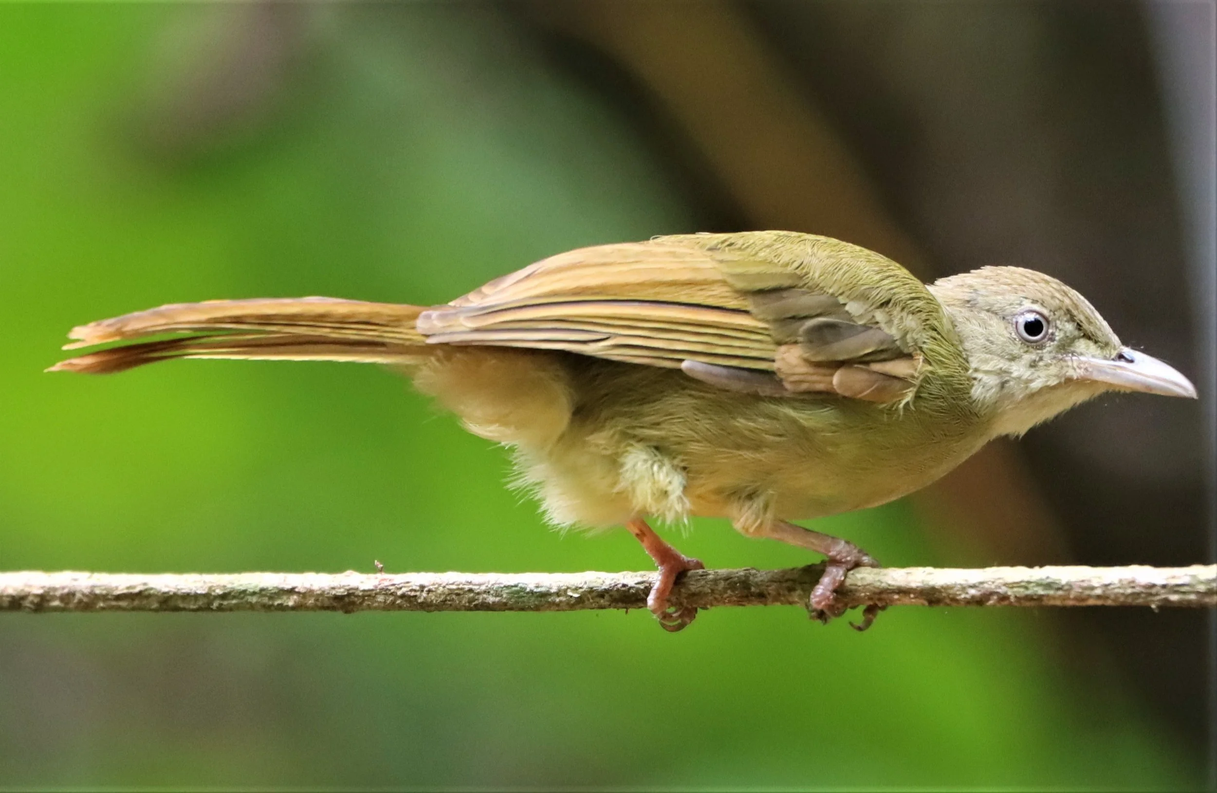 BULBUL - GREY-EYED BULBUL - Iole propinqua -  - DOI INTHANON JULY 2 2021 (3).jpg