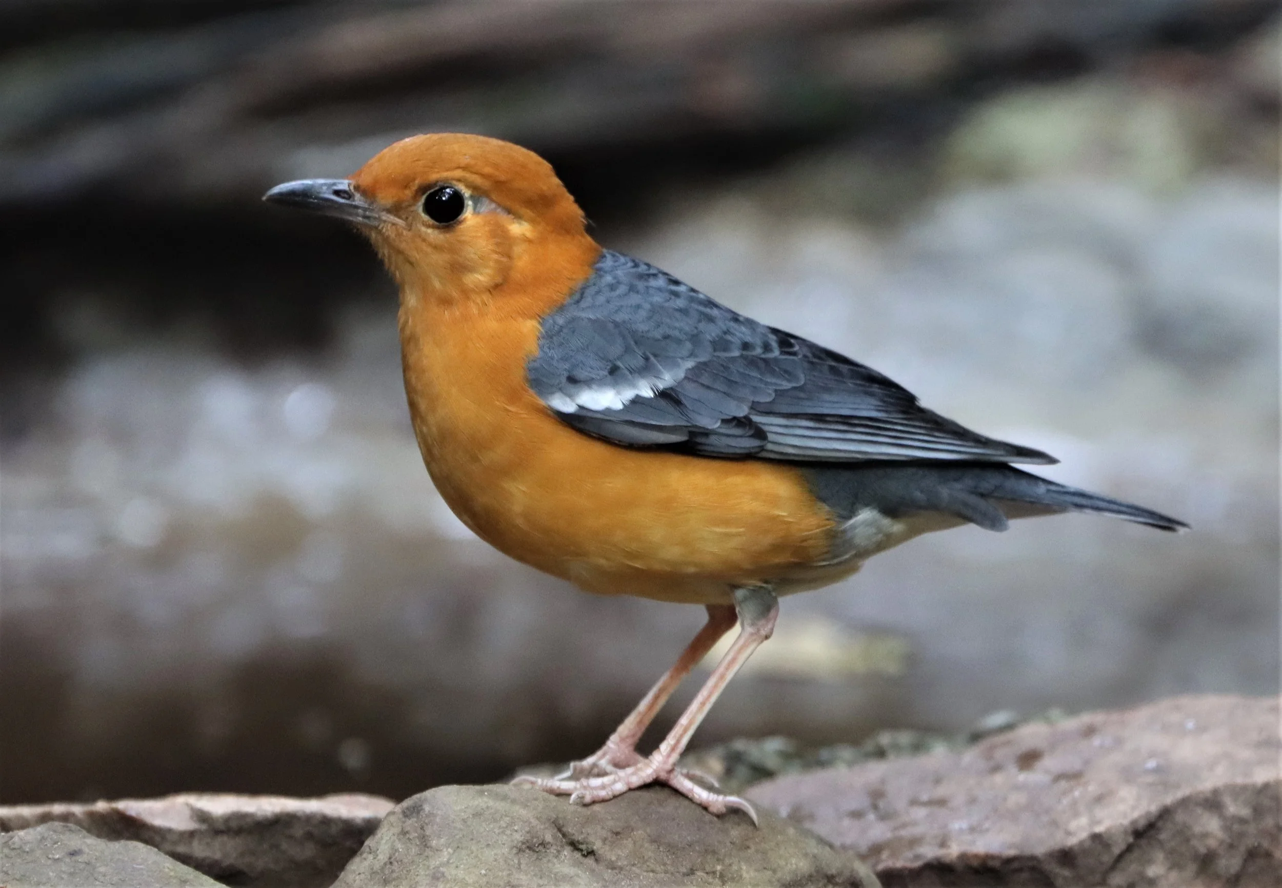 Orange-headed Thrush (Zoothera citrina) Neung Hide Kaeng Krachan NP (13).jpg