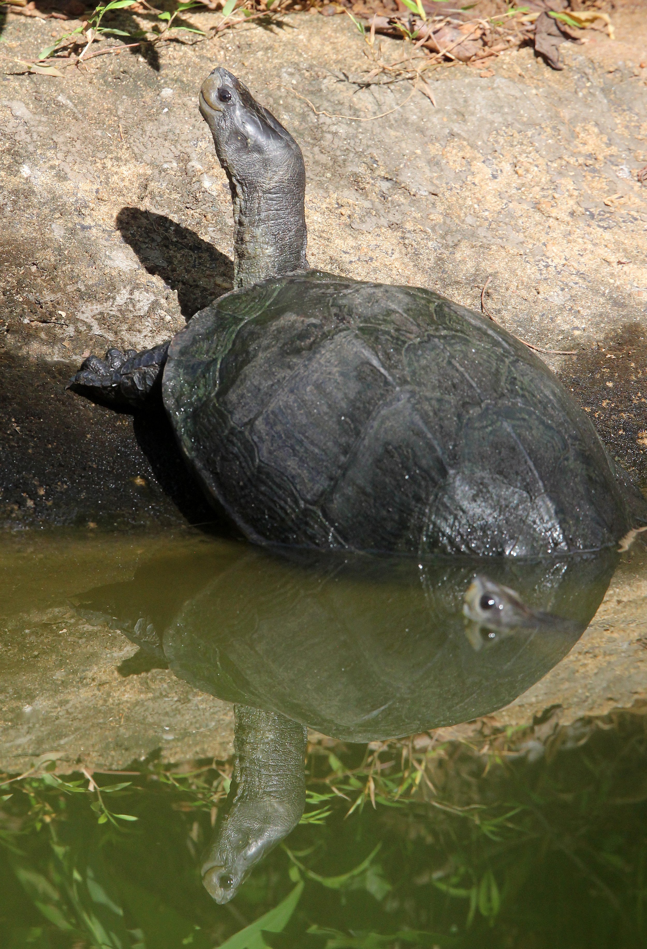 Turtle Species Unidentified - Sri Lanka