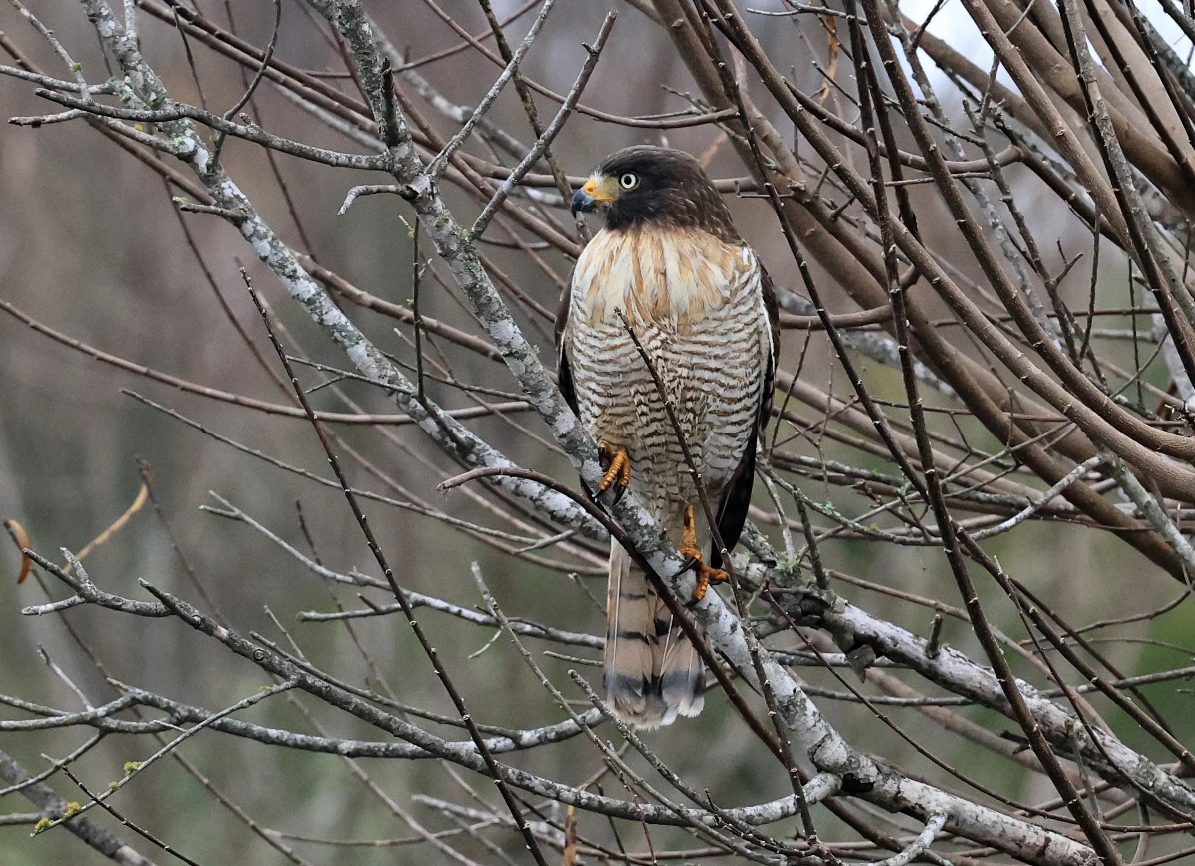 Roadside Hawk (Rupornis magnirostris) El Palmar National Park, Entre Rios, Argentina (24).jpg