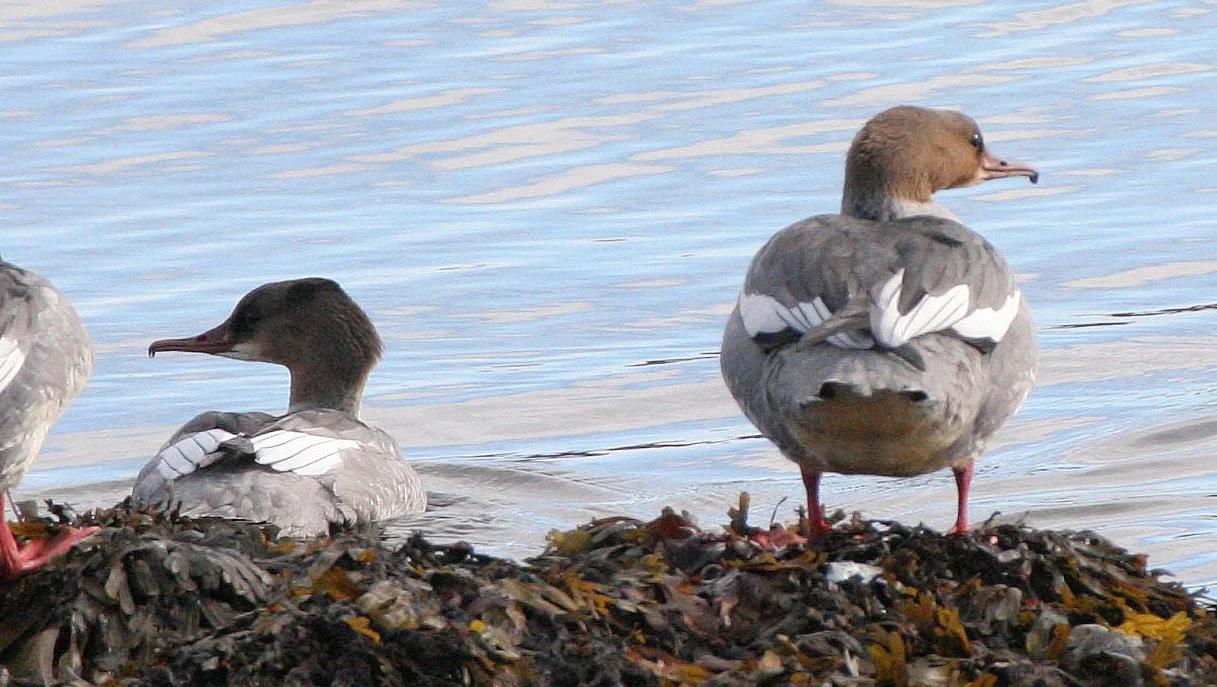 BIRD - GOOSANDER - MERGUS MERGANSER - HORNOYA HARBOR (12).jpg
