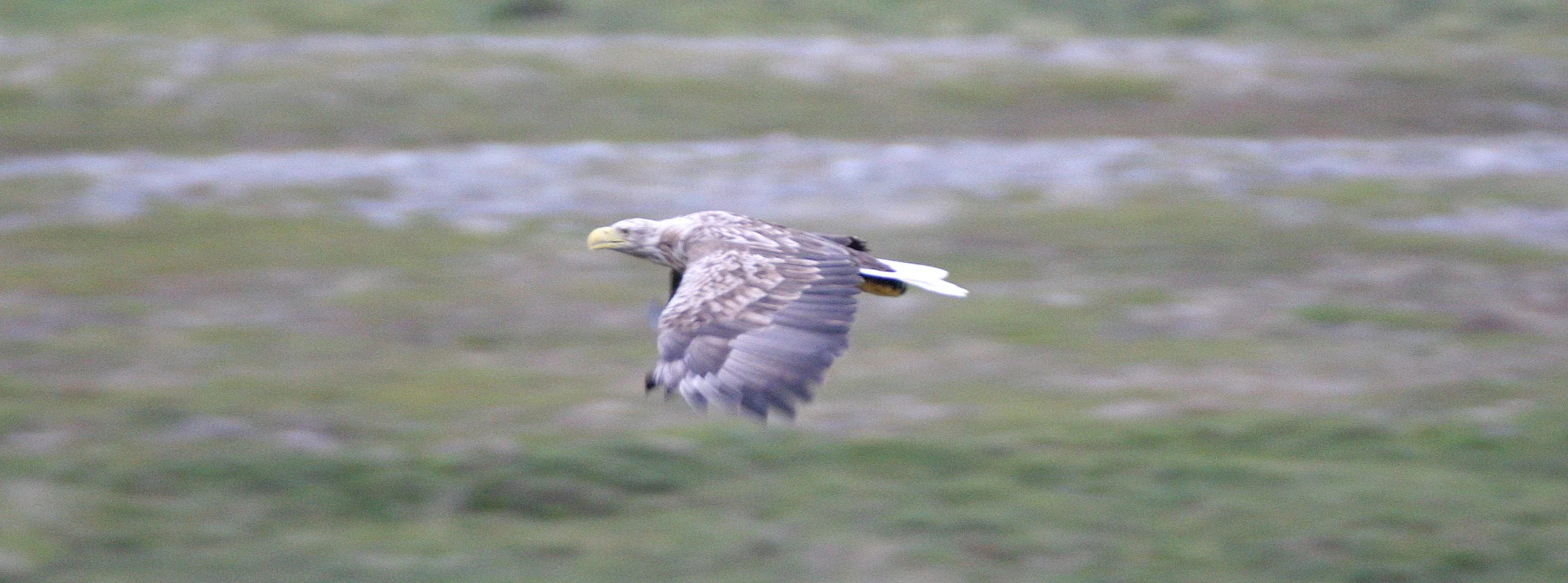 Haliaeetus albicilla - WHITE-TAILED SEA EAGLE - HORNOYA NORWAY (10).jpg