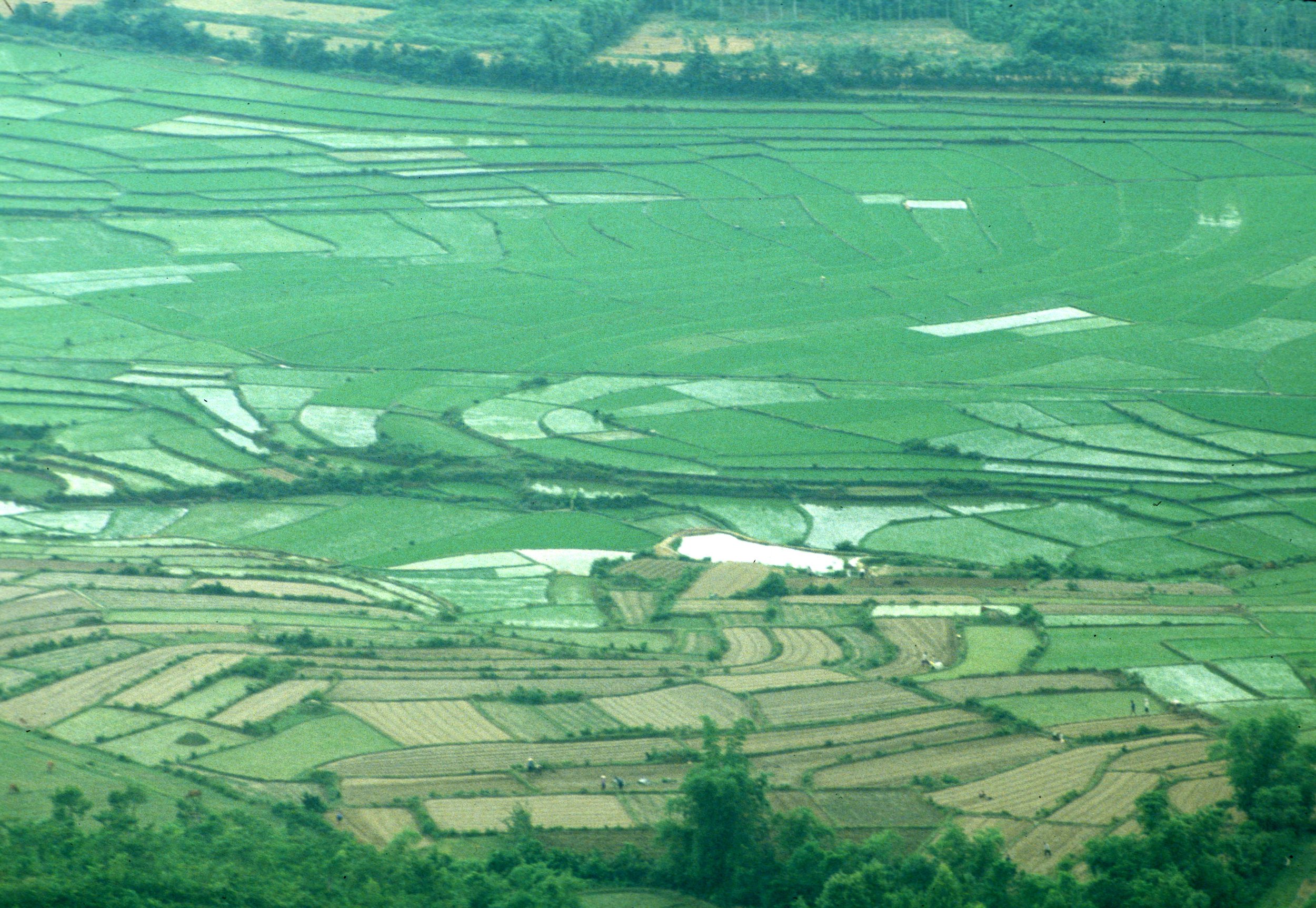 TAM DAO - VIEW OF RICE FIELDS OF RED RIVER.jpg