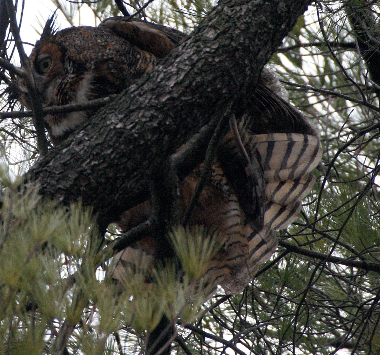 Bubo virginianus - GREAT-HORNED OWL - GENEVA COURTHOUSE ILLINOIS (46).JPG