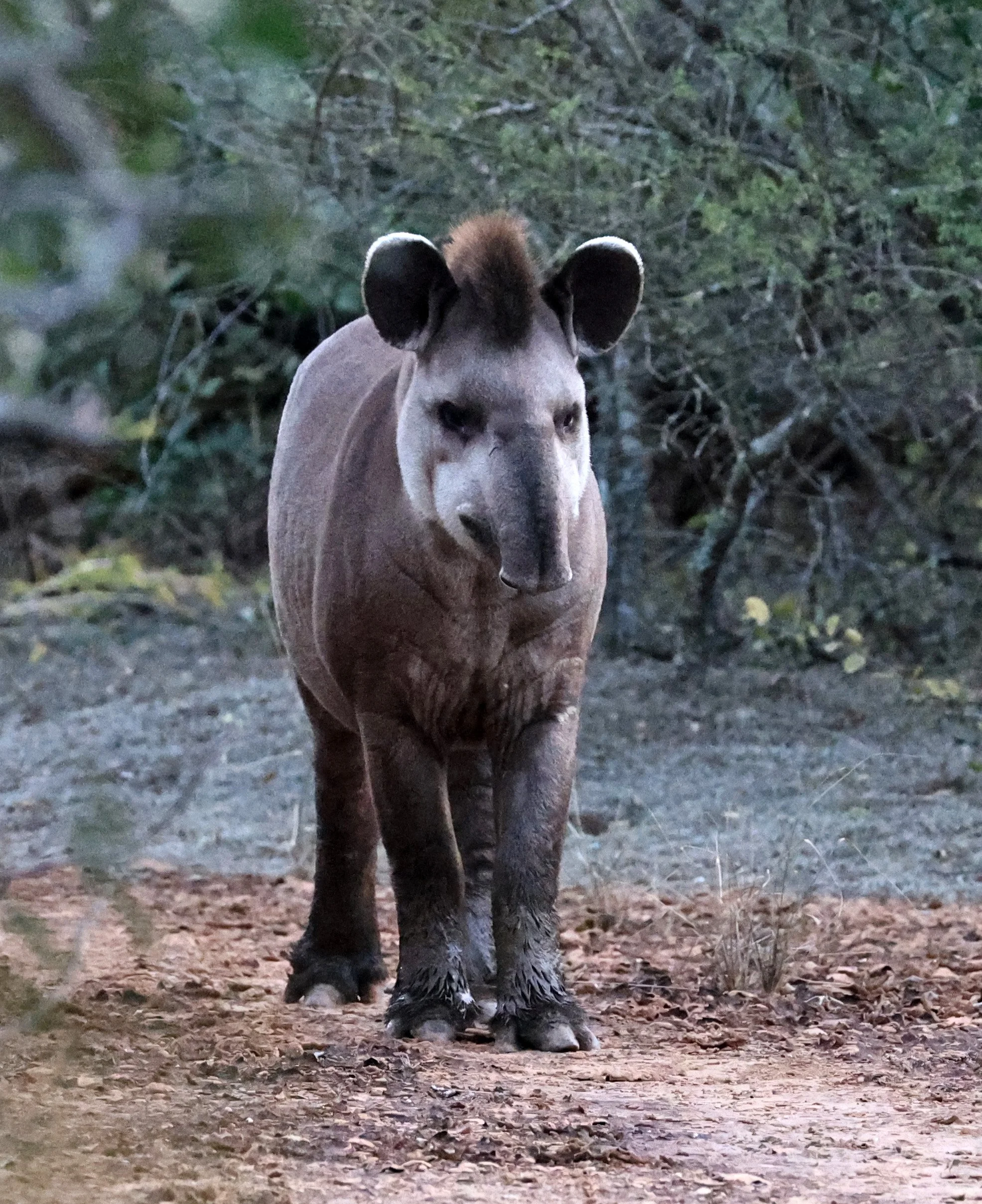 South American Tapir (Tapirus terrestris) Parque Nacional Teniente Agripino Enciso (3).jpg