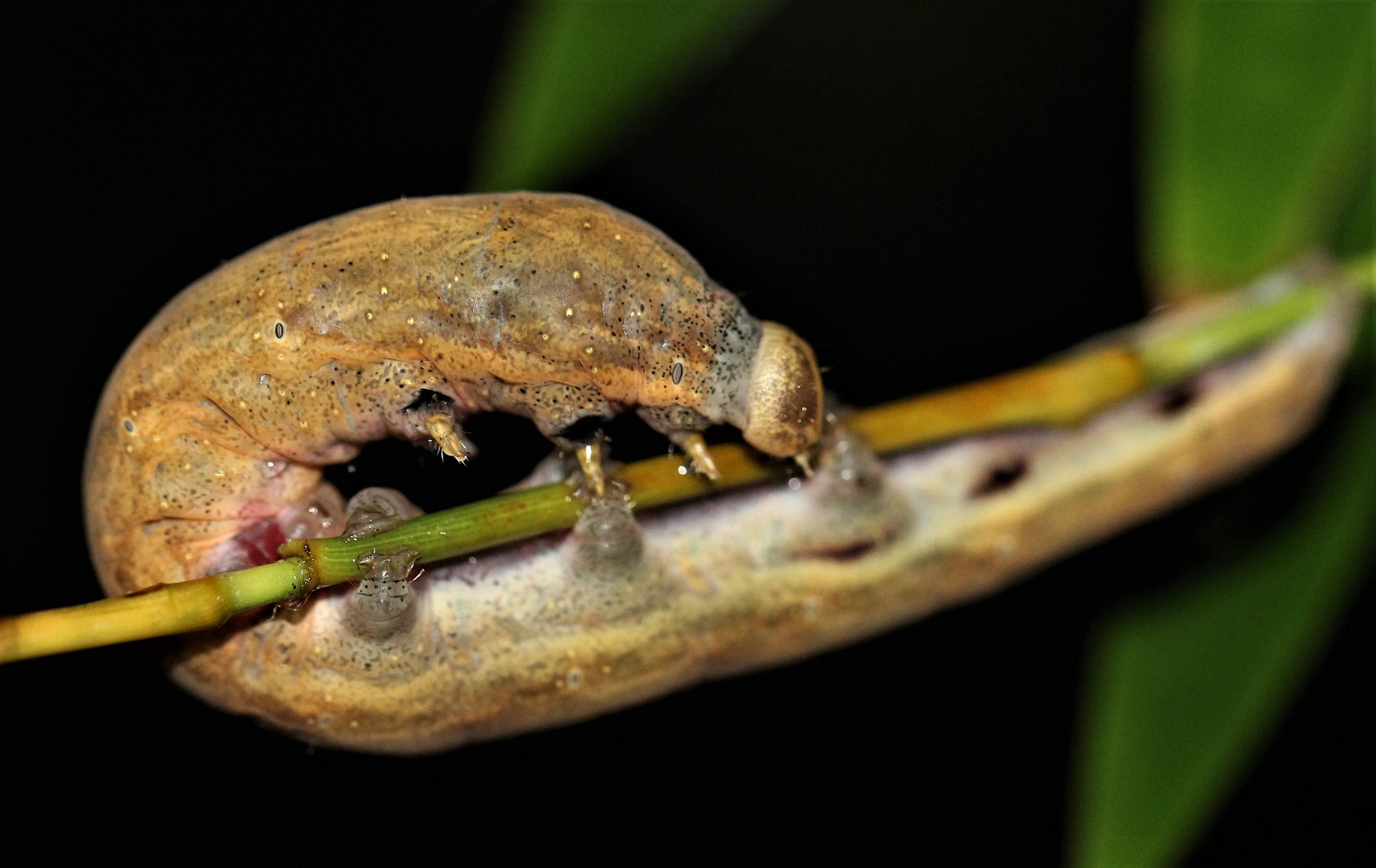 Lepidoptera - Koh Lanta The Other Side Villas (28).jpg