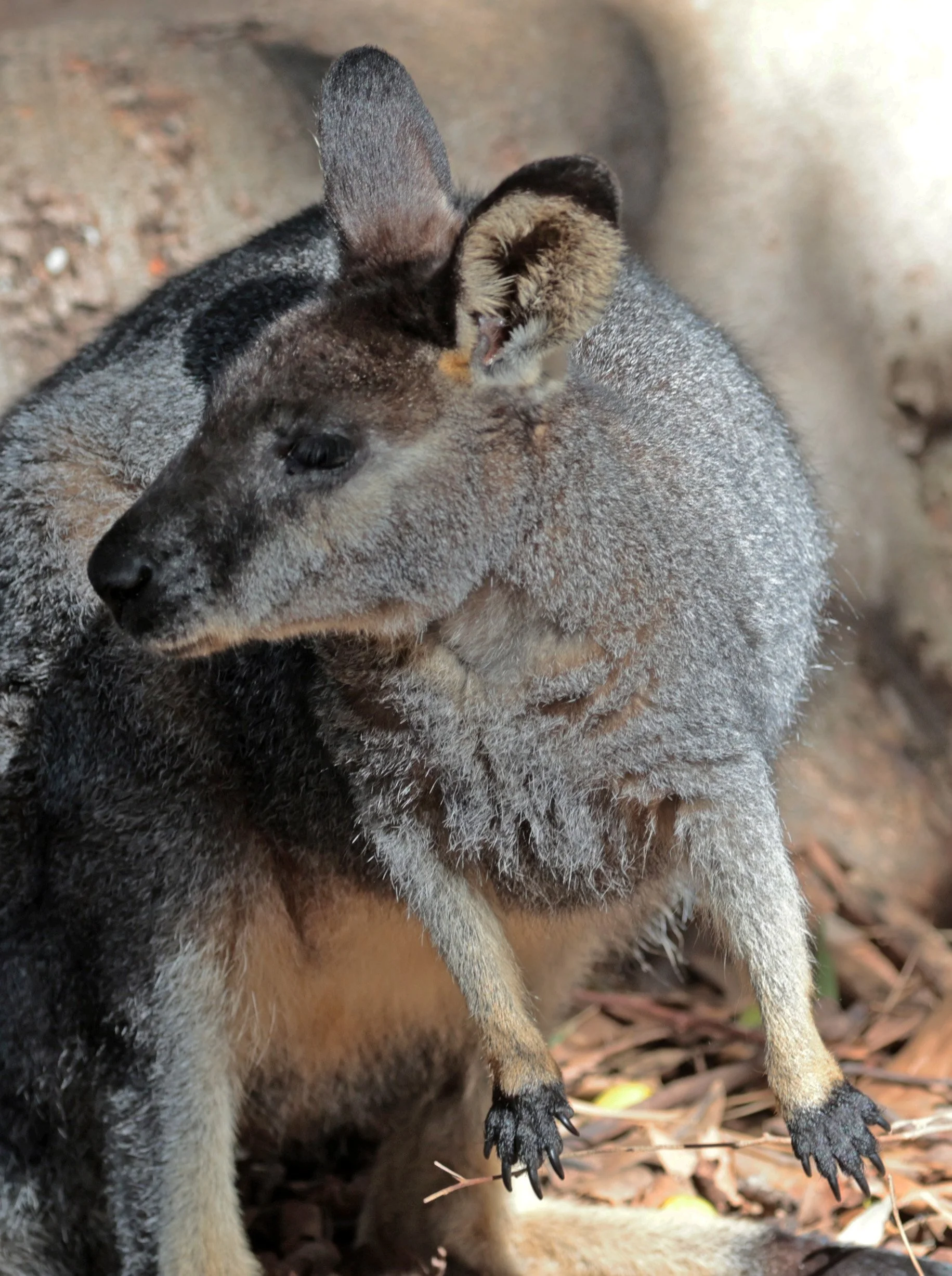 Western Brush Wallaby (Notamacropus irma) Western Australia 