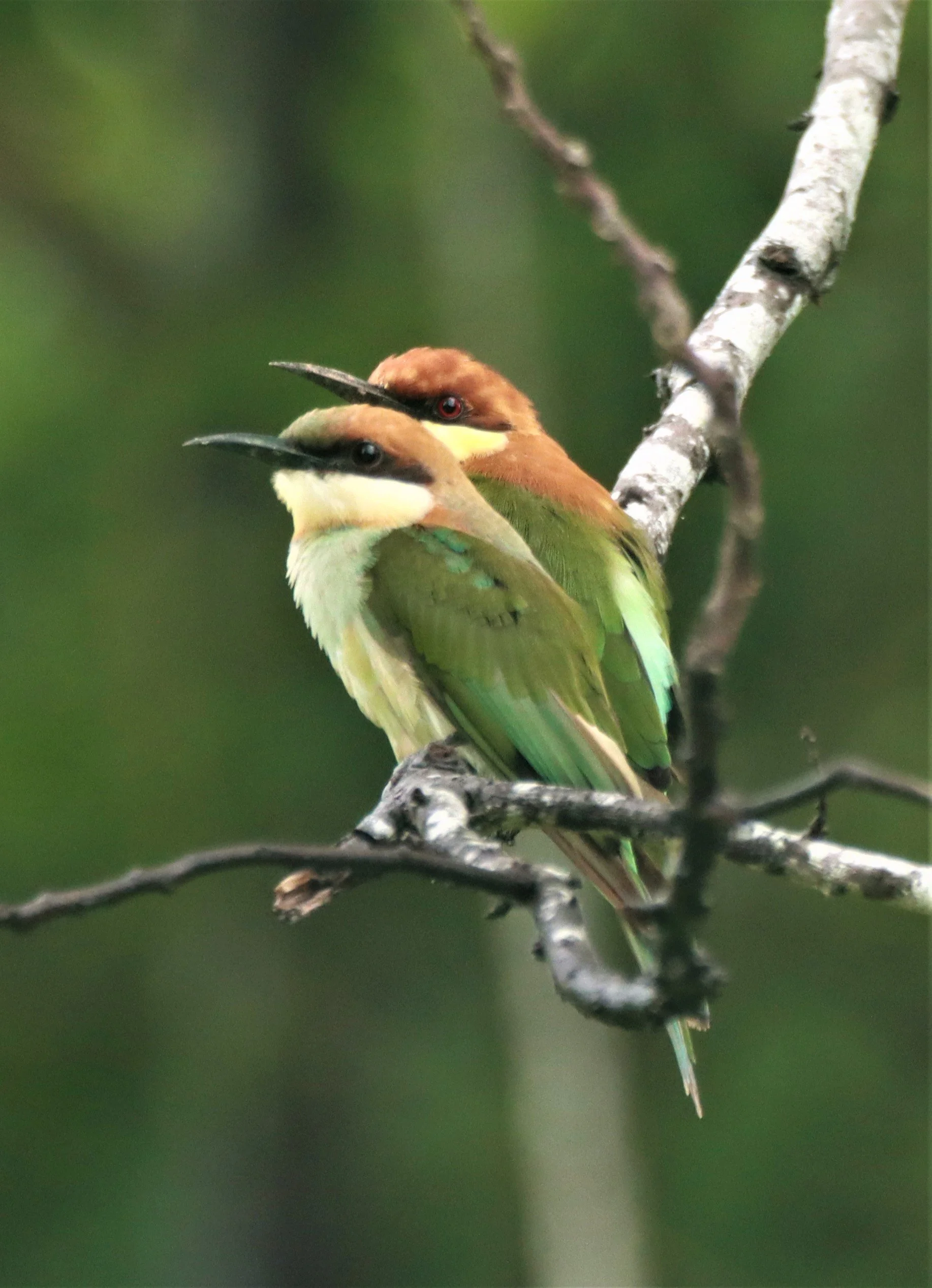 BEE-EATER - CHESTNUT-HEADED BEE-EATER - Merops leschenaulti - KHAO SOK SURAT THANI (8).jpg