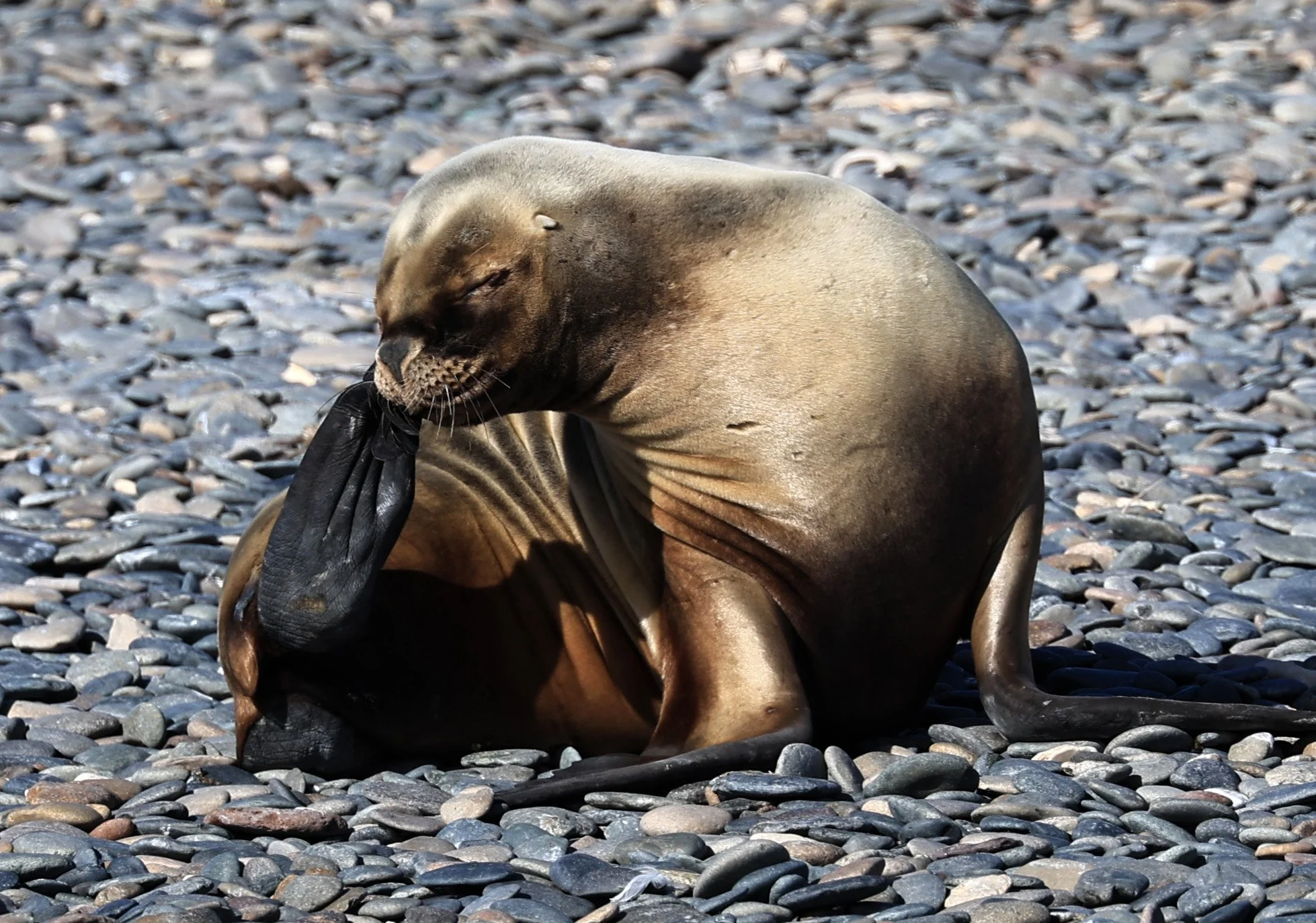 South American Sea Lion (Otaria flavescens) Puerto Rawson Argentina (4).jpg