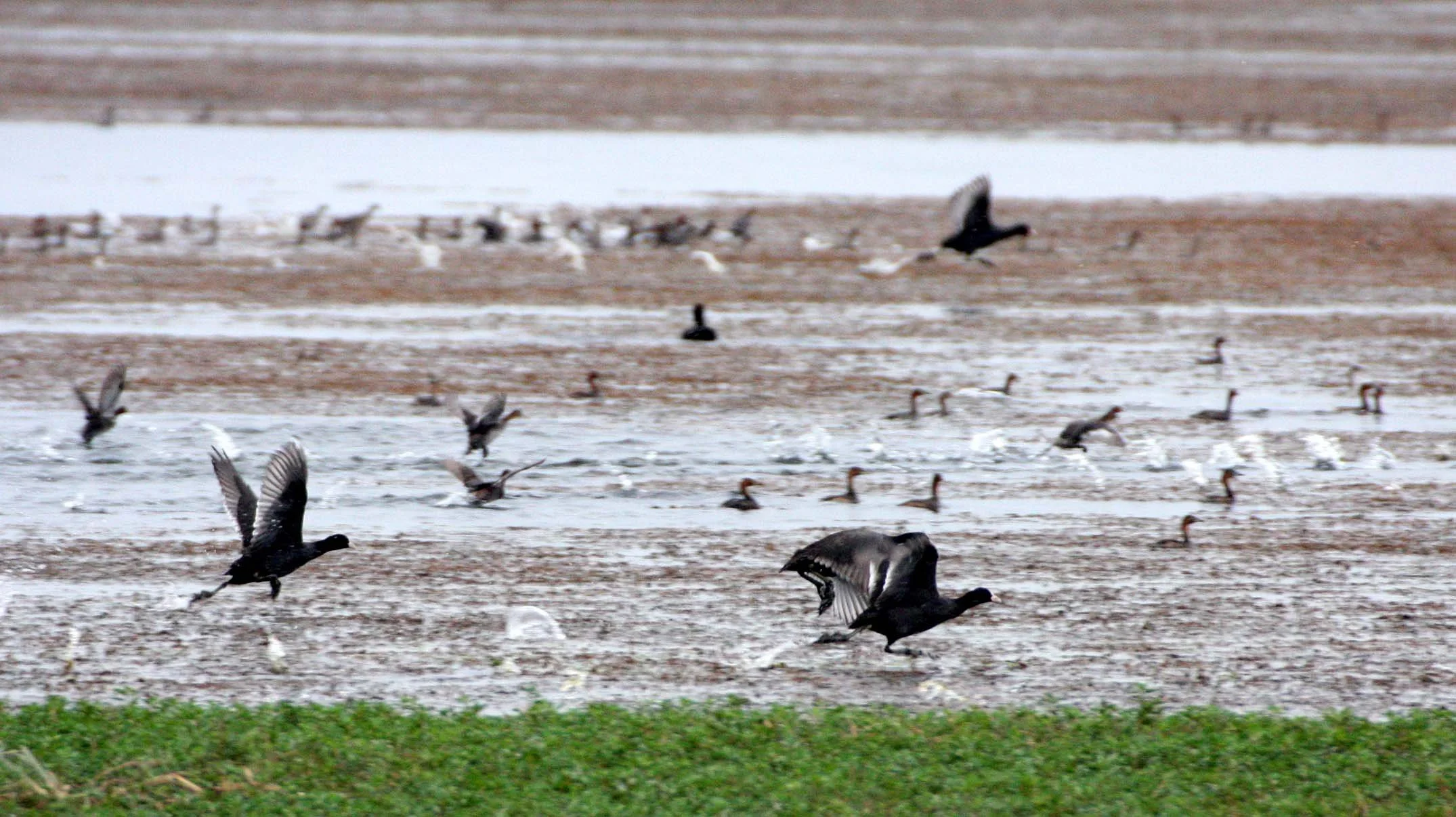 Common Coot (Fulica atra) Bueng Boraphet Thailand (1).JPG