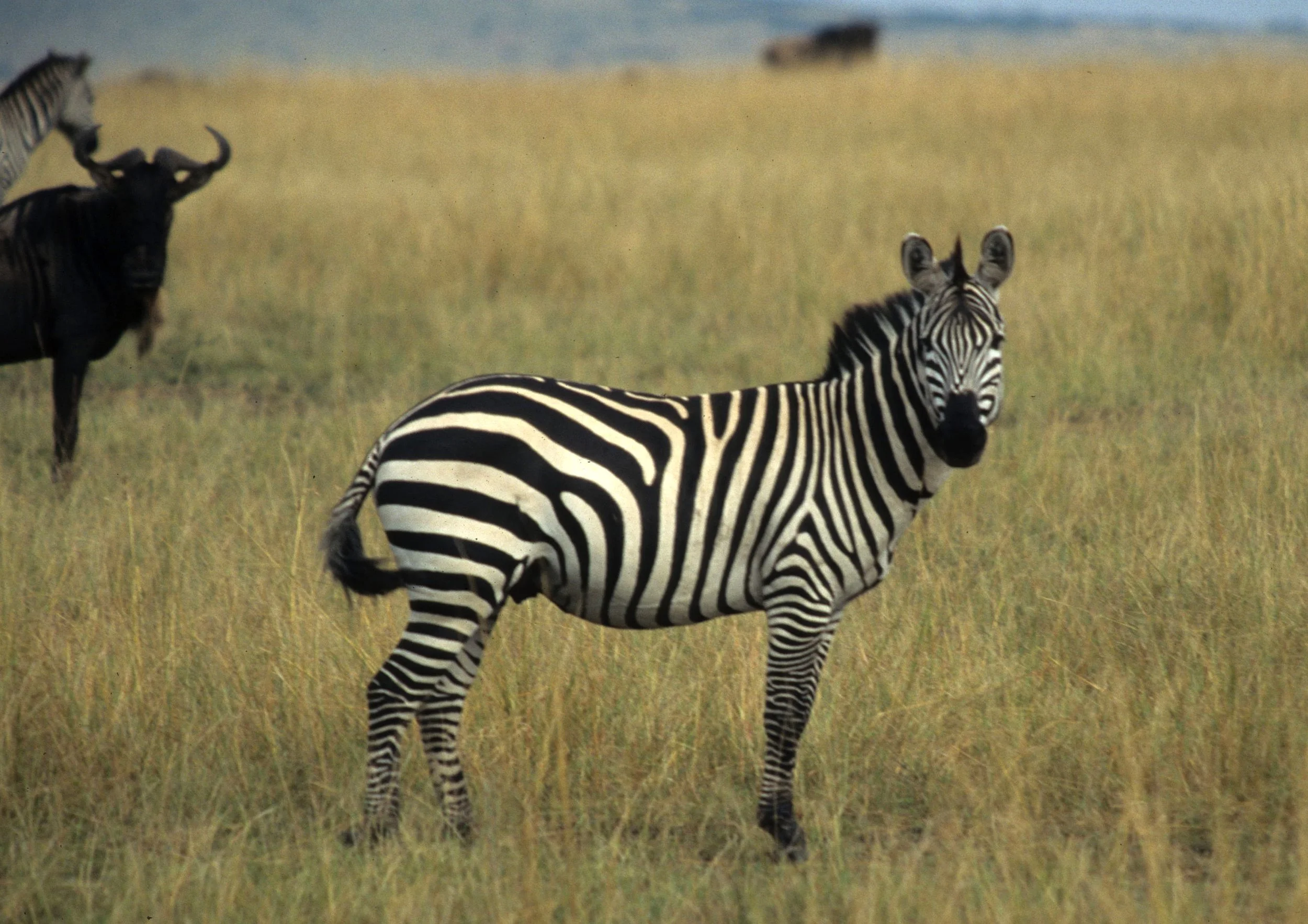 EQUIN - ZEBRA - COMMON - SERENGETI (27).jpg