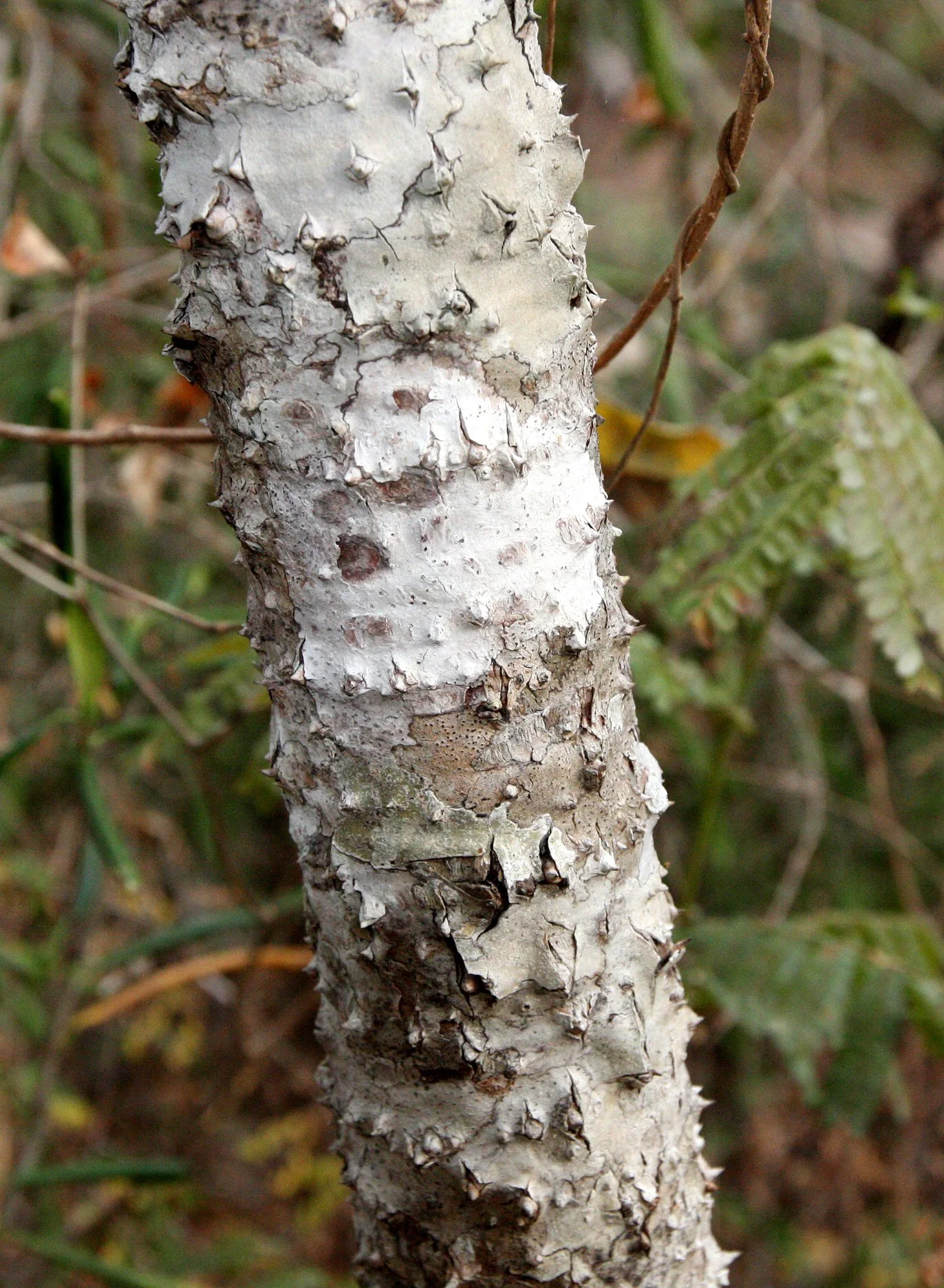 PLANT - TREE SPECIES - KIRINDY NATIONAL PARK MADAGASCAR (14).JPG