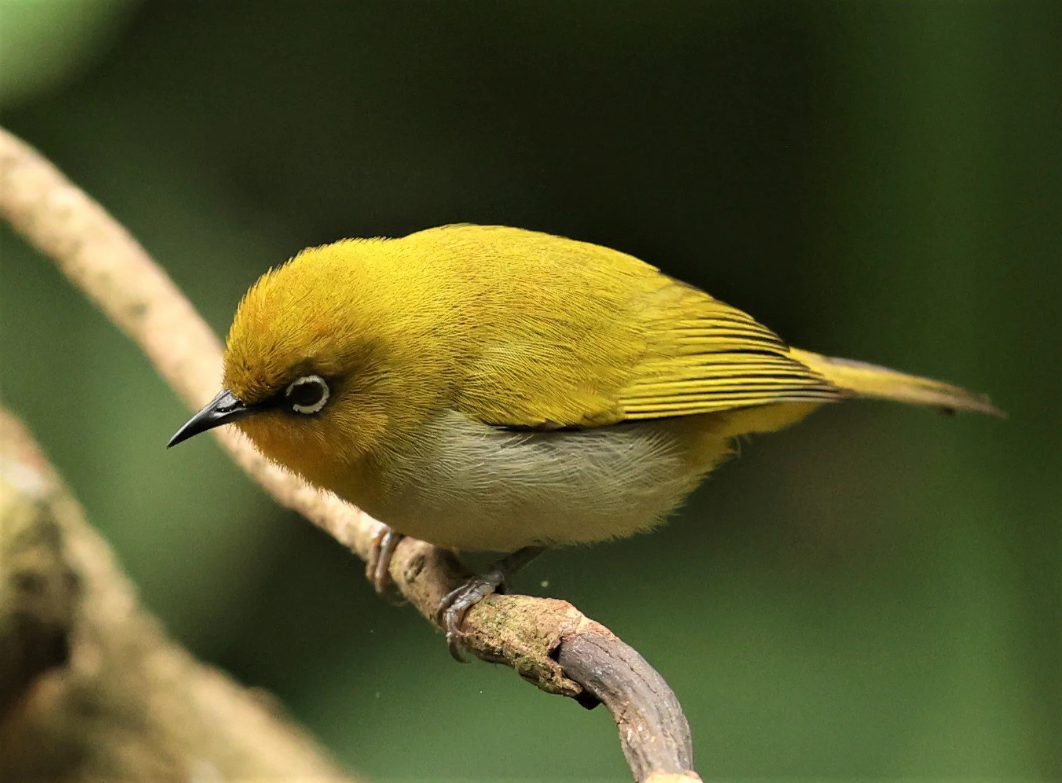 Indian White-eye (Zosterops palpebrosus) Doi Inthanon NP Chiang Mai (1).JPG