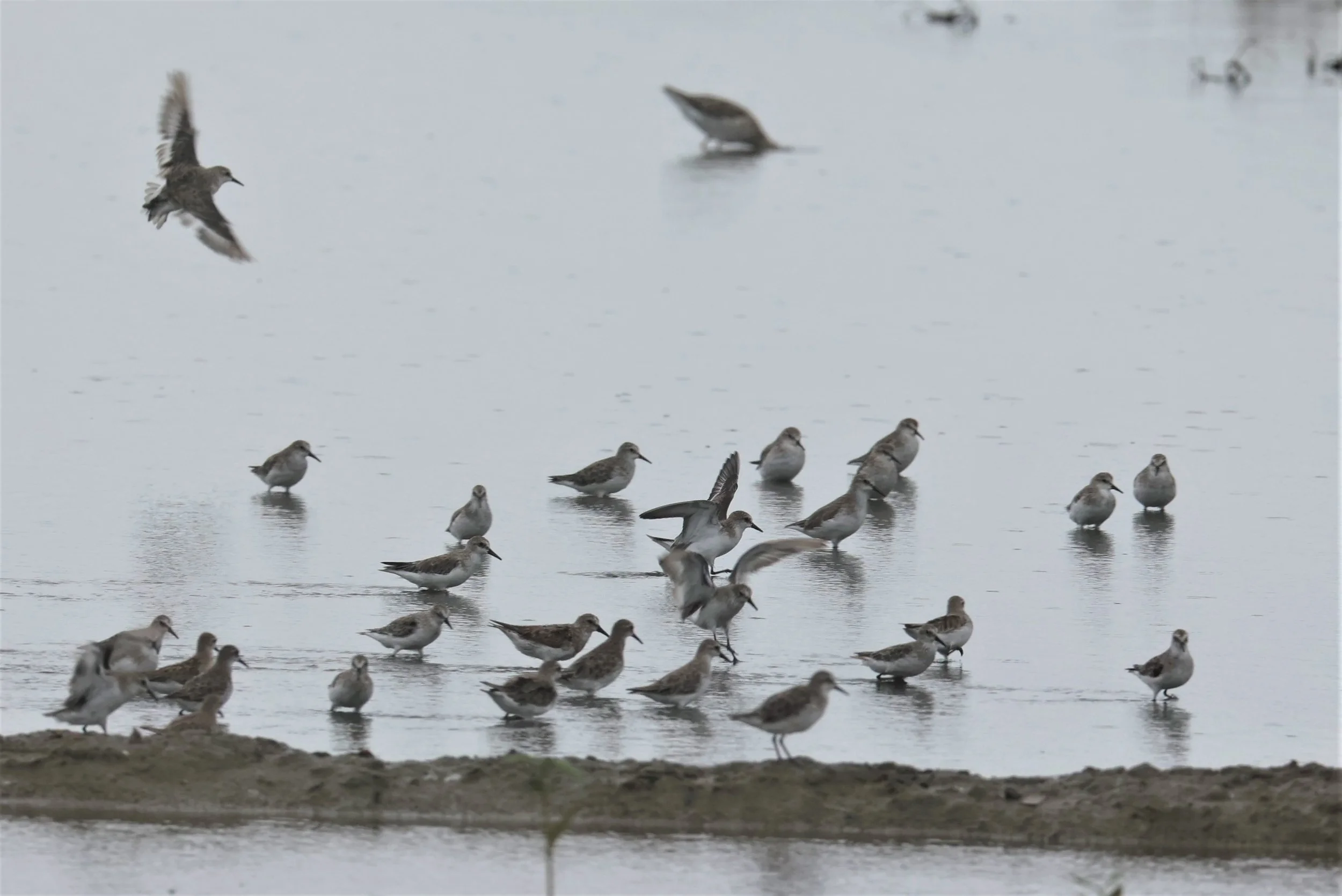 STINT - RED-NECKED STINT - Calidris ruficolis - BANG PAKONG SALT PANS CHACHOENGSAO WEST OF RIVER Sep 25 2021 (2).jpg