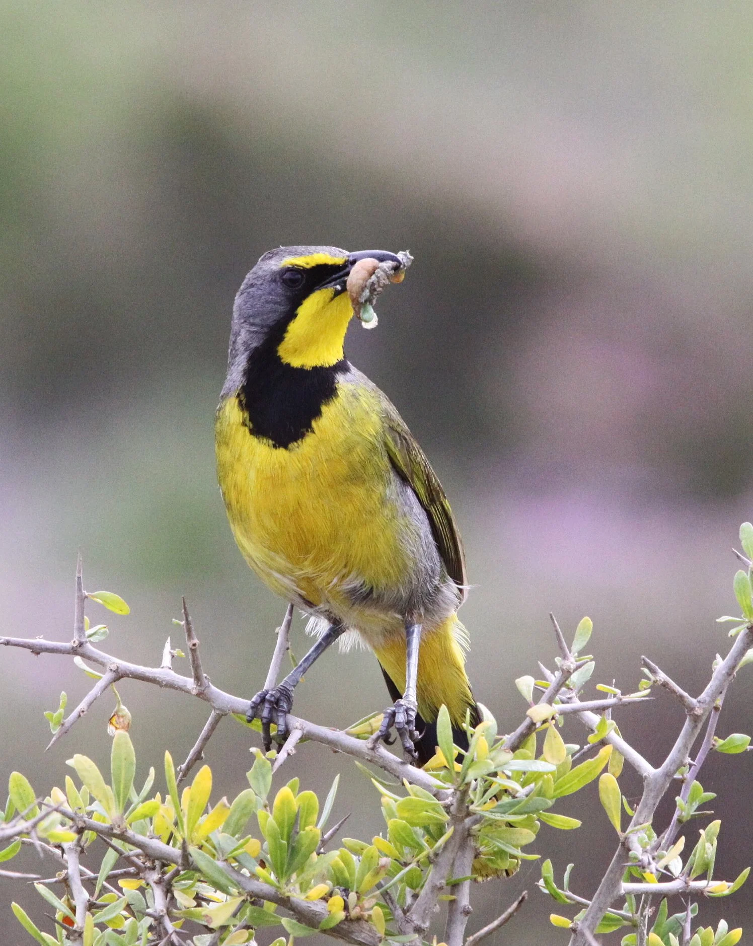 Bokmakierie (Telophorus zeylonus) West Coast NP South Africa (3).JPG