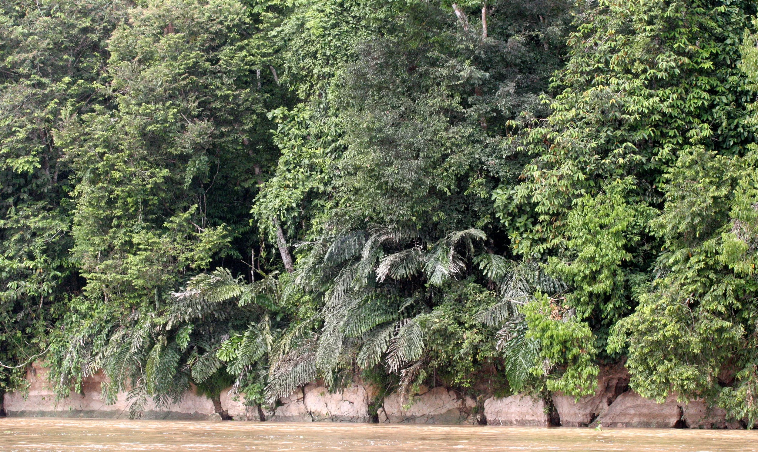 KINABATANGAN RIVER BORNEO - LIMESTONE CLIFFS.JPG