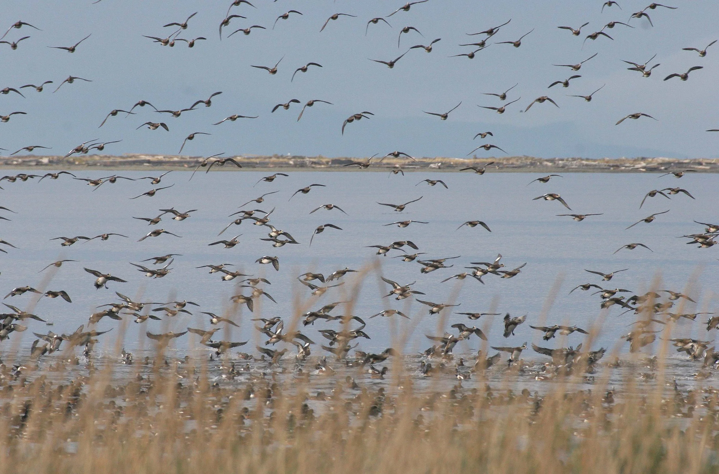 WIGEON - AMERICAN WIGEON - Mareca americana - THREE CRABS DUNGENESS RIVER MOUTH WETLAND SEQUIM WASHINGTON (71).jpg