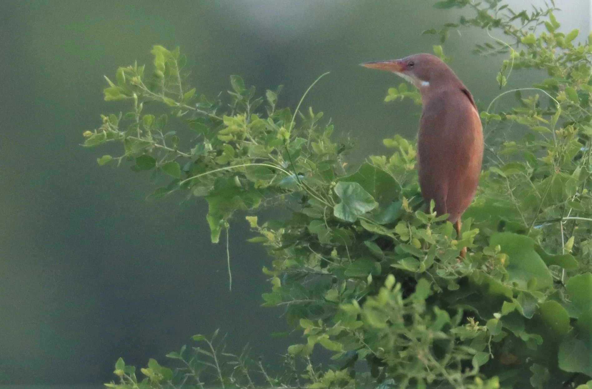 BITTERN - CINNAMON BITTERN (CHESTNUT BITTERN) - Ixobrychus cinnamomeus - PATHUM THANI RICE RESEARCH CENTER (28).jpg