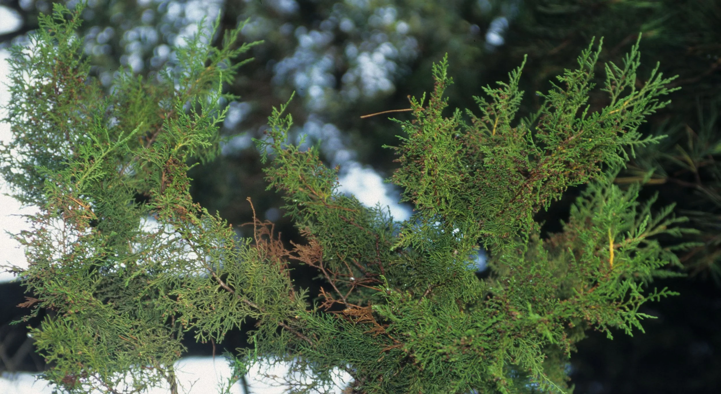 KENYA - HIGHLAND CYPRESS SPECIES.jpg