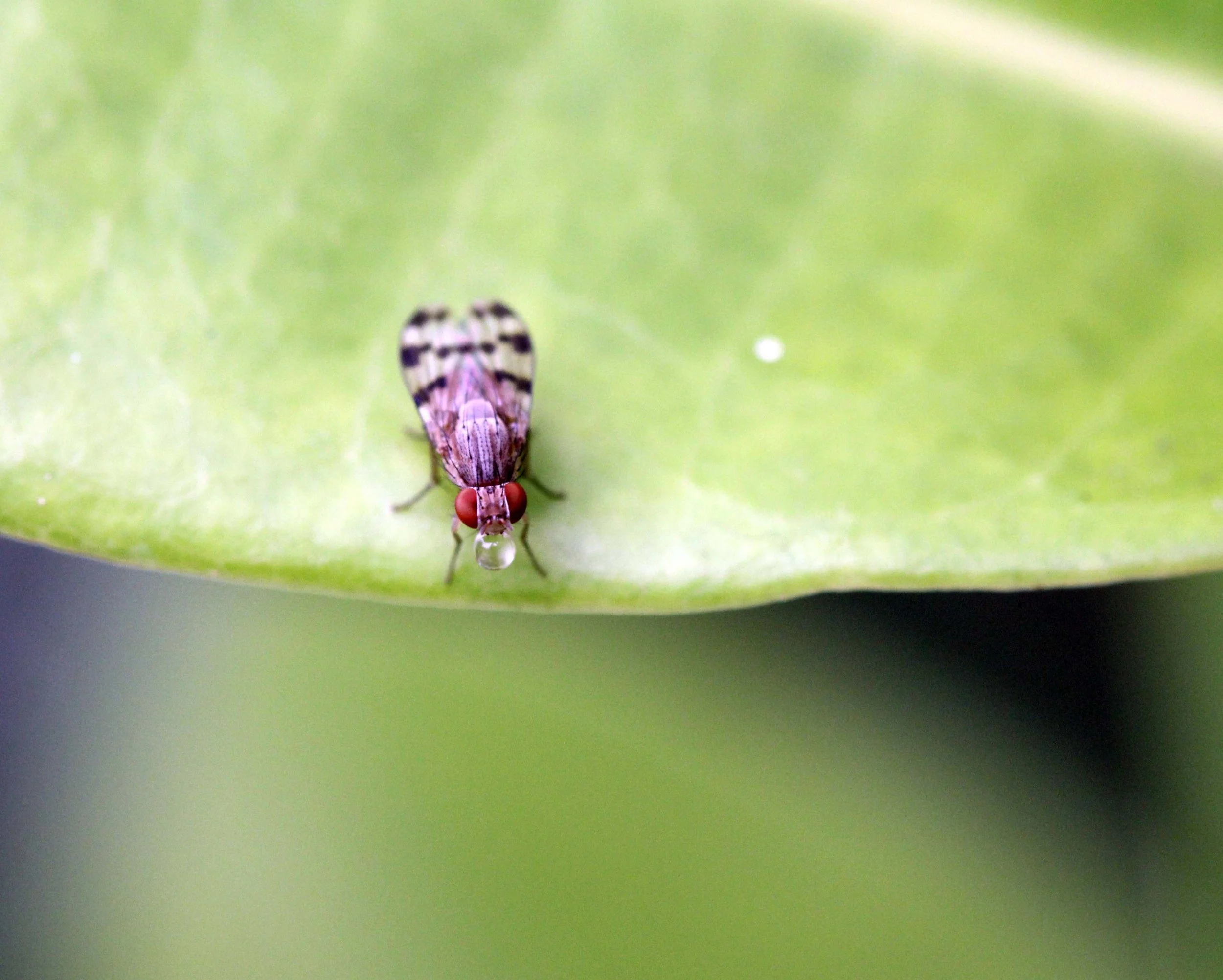 2013 in Nakhonsithammarat and some Krabi with Family (69).JPG