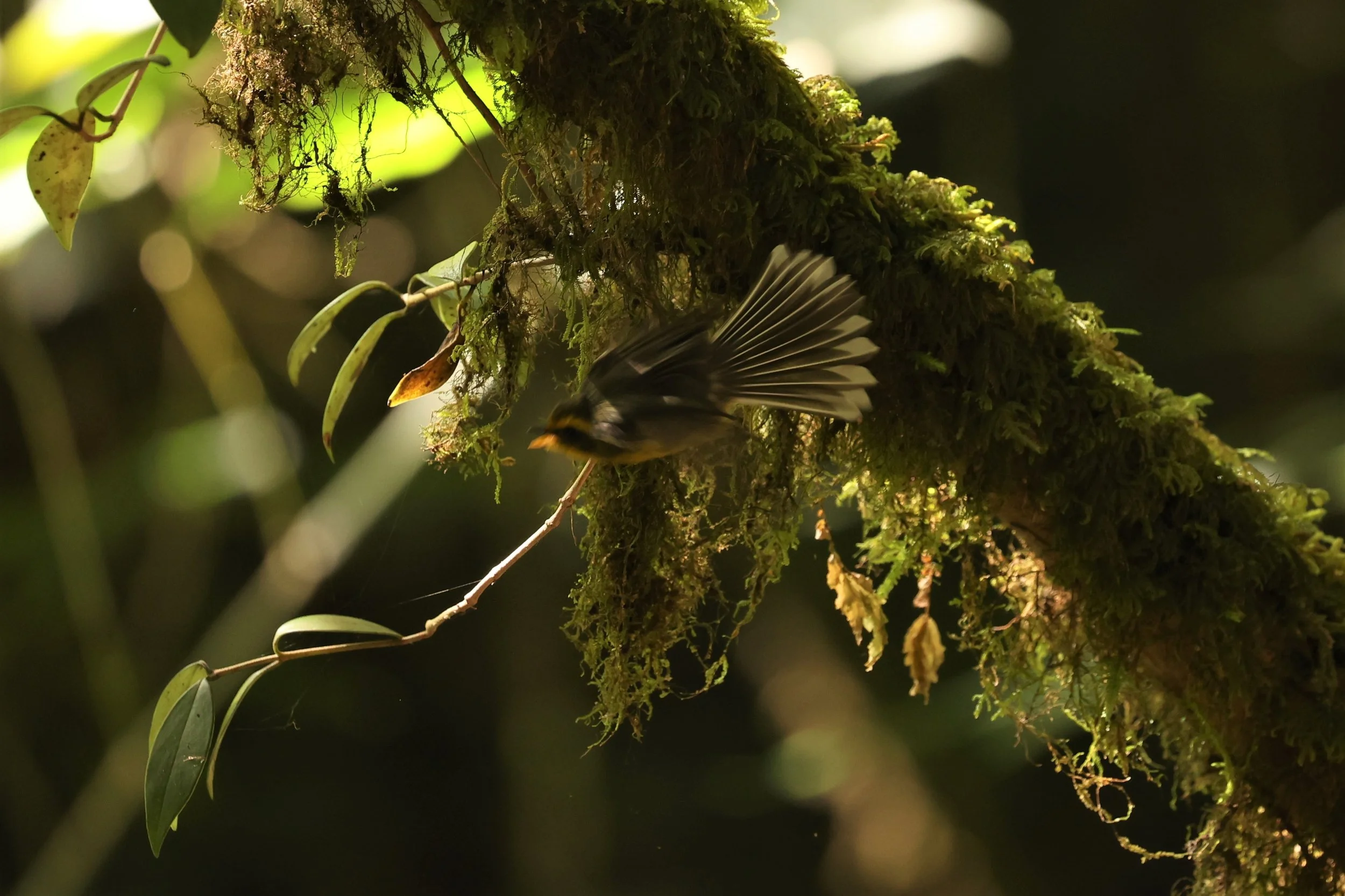 FANTAIL - YELLOW-BELLIED FAIRY-FANTAIL - Chelidorhynx hypoxanthus - DOI INTHANON NP CHIANG MAI, DEC 2021 (12).jpg